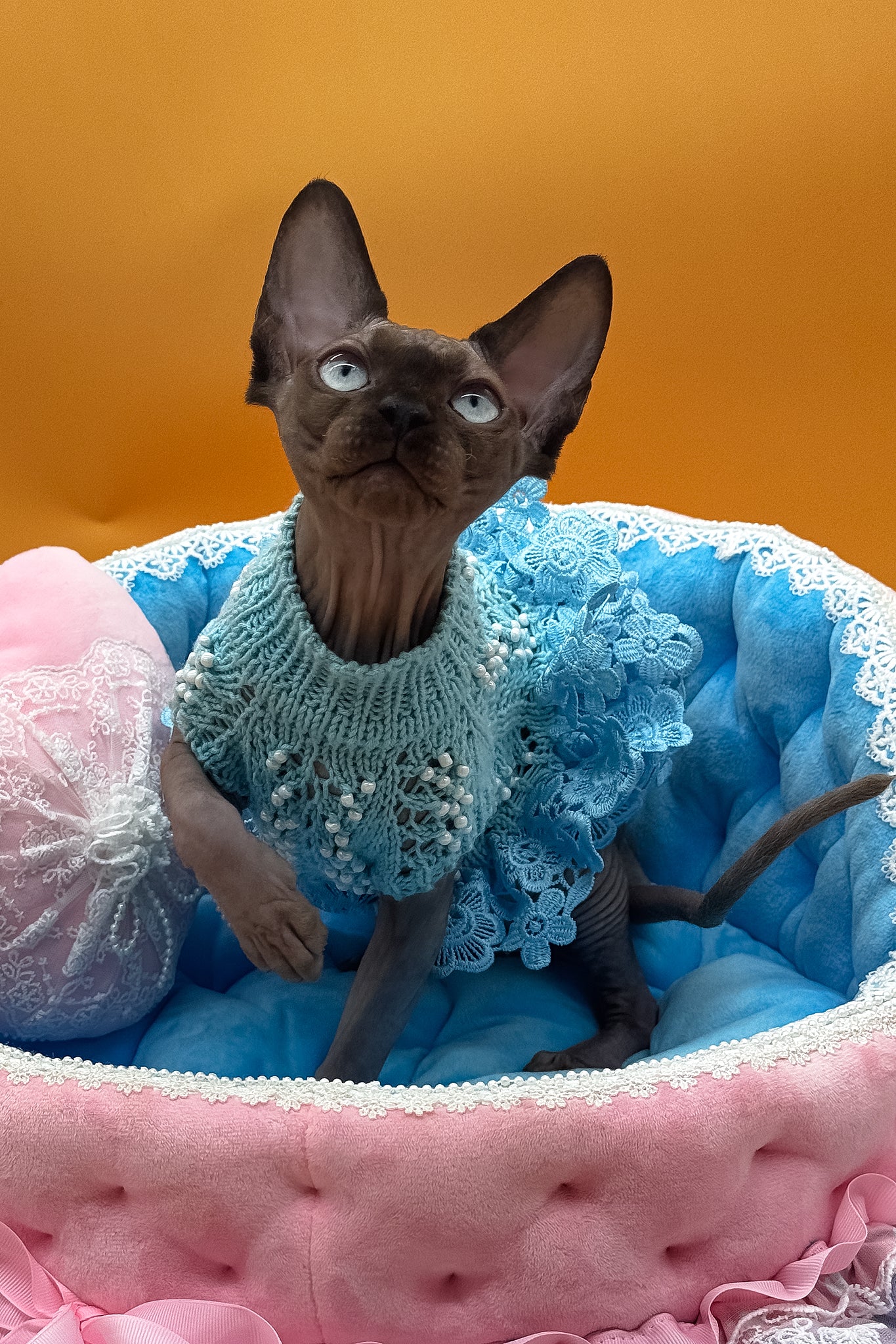 Polina | Canadian Sphynx Kitten - Image 6