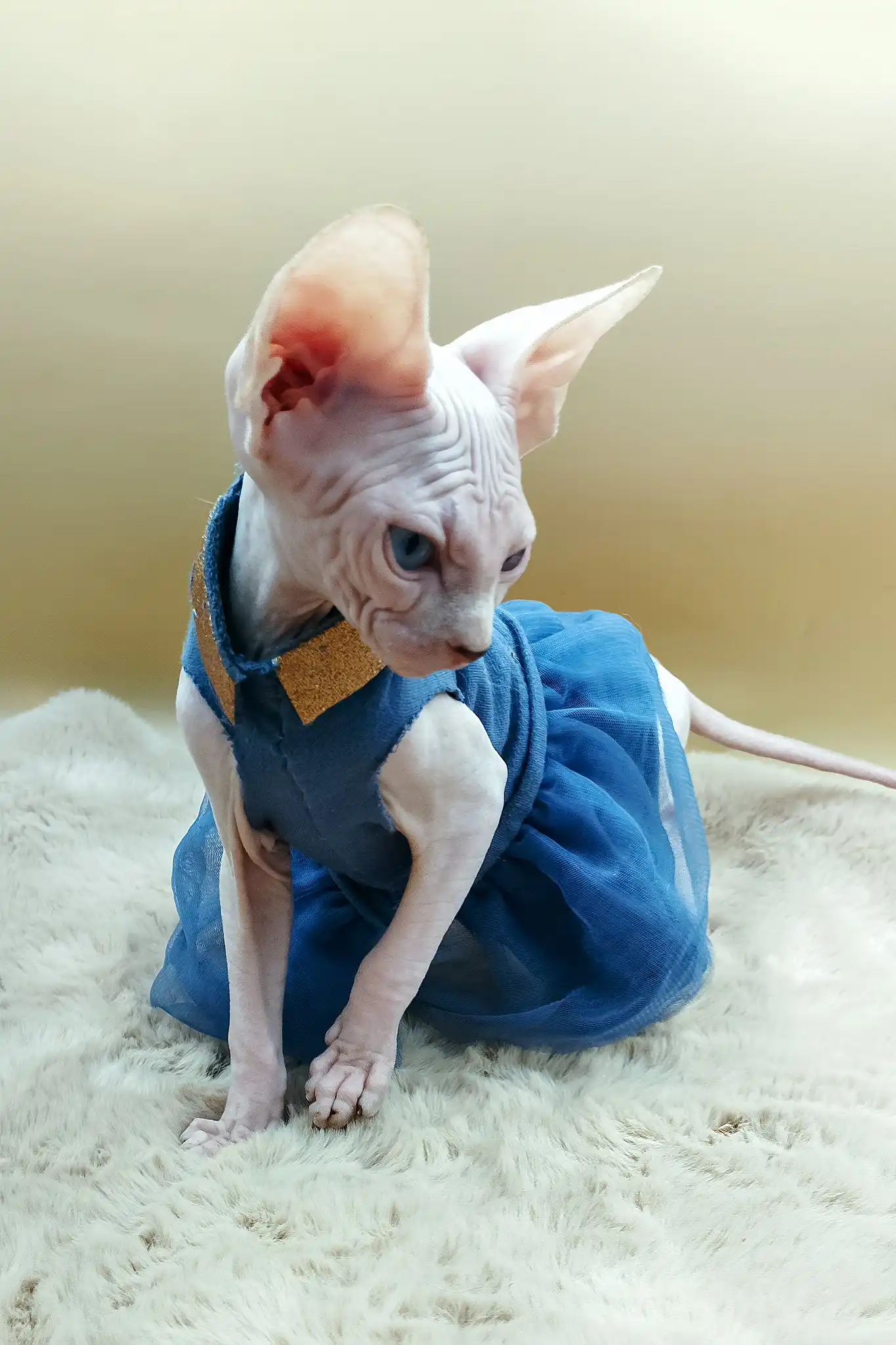 Princess | Canadian Sphynx Kitten - Image 7