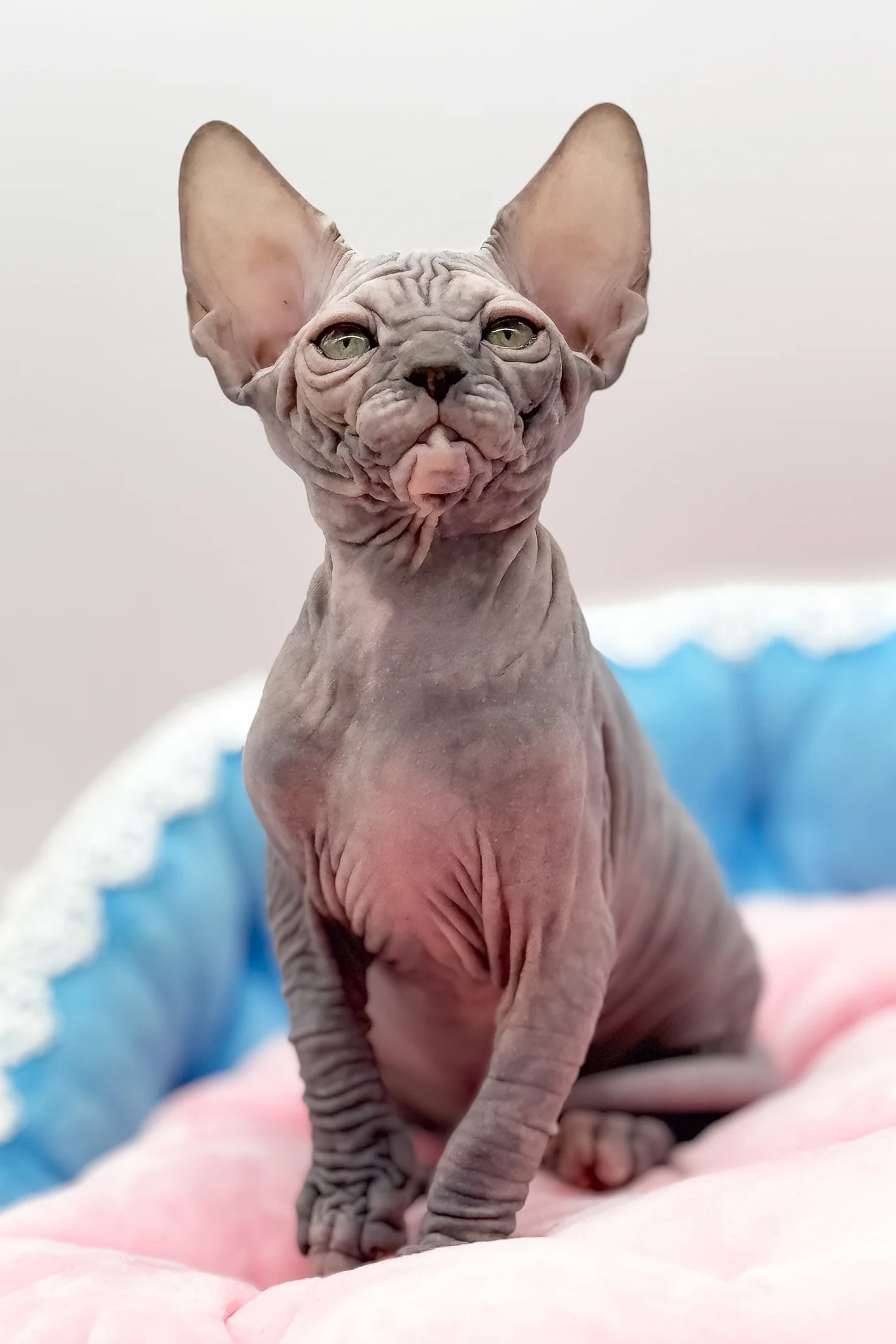 Roxy | Canadian Sphynx Kitten - Image 3