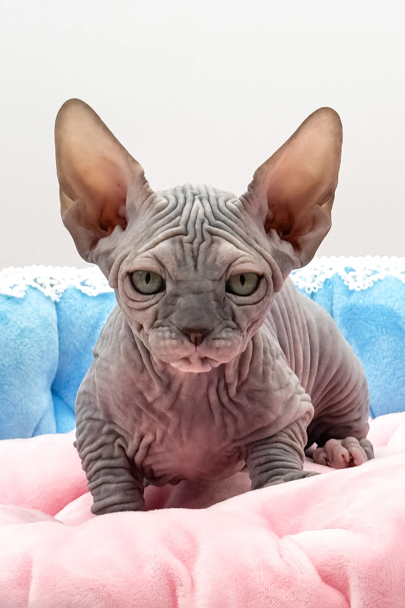 Roxy | Canadian Sphynx Kitten - Image 6