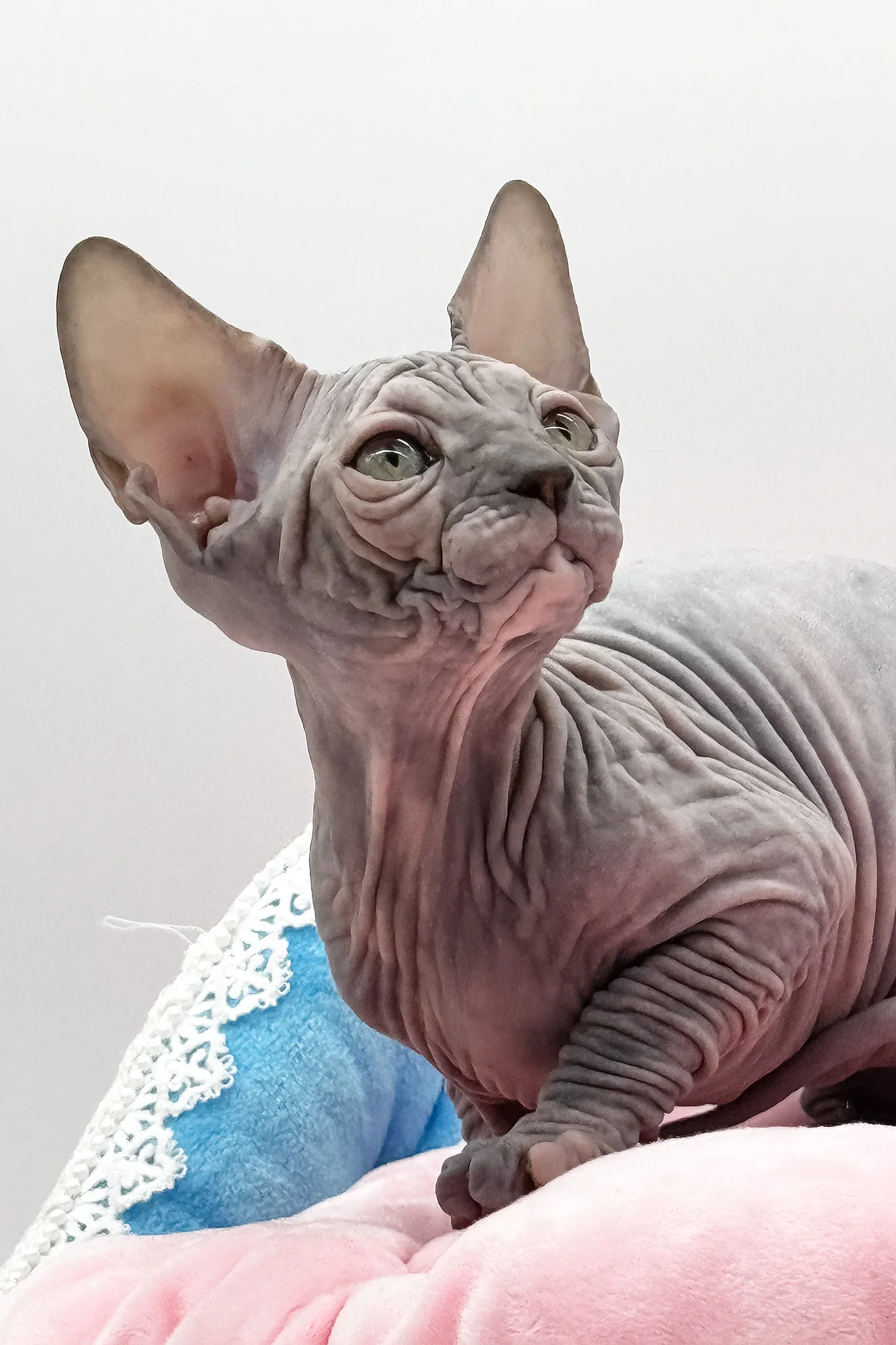 Roxy | Canadian Sphynx Kitten - Image 8
