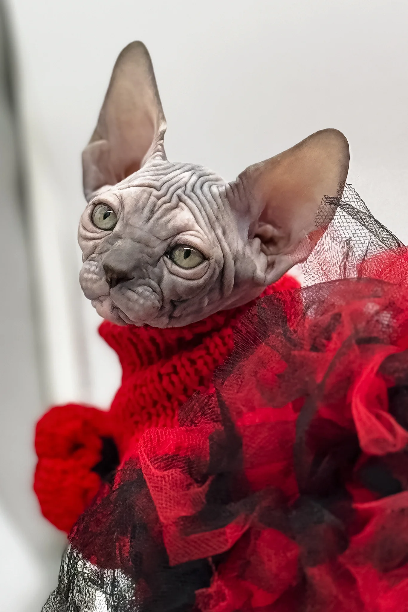 Roxy | Canadian Sphynx Kitten - Image 9