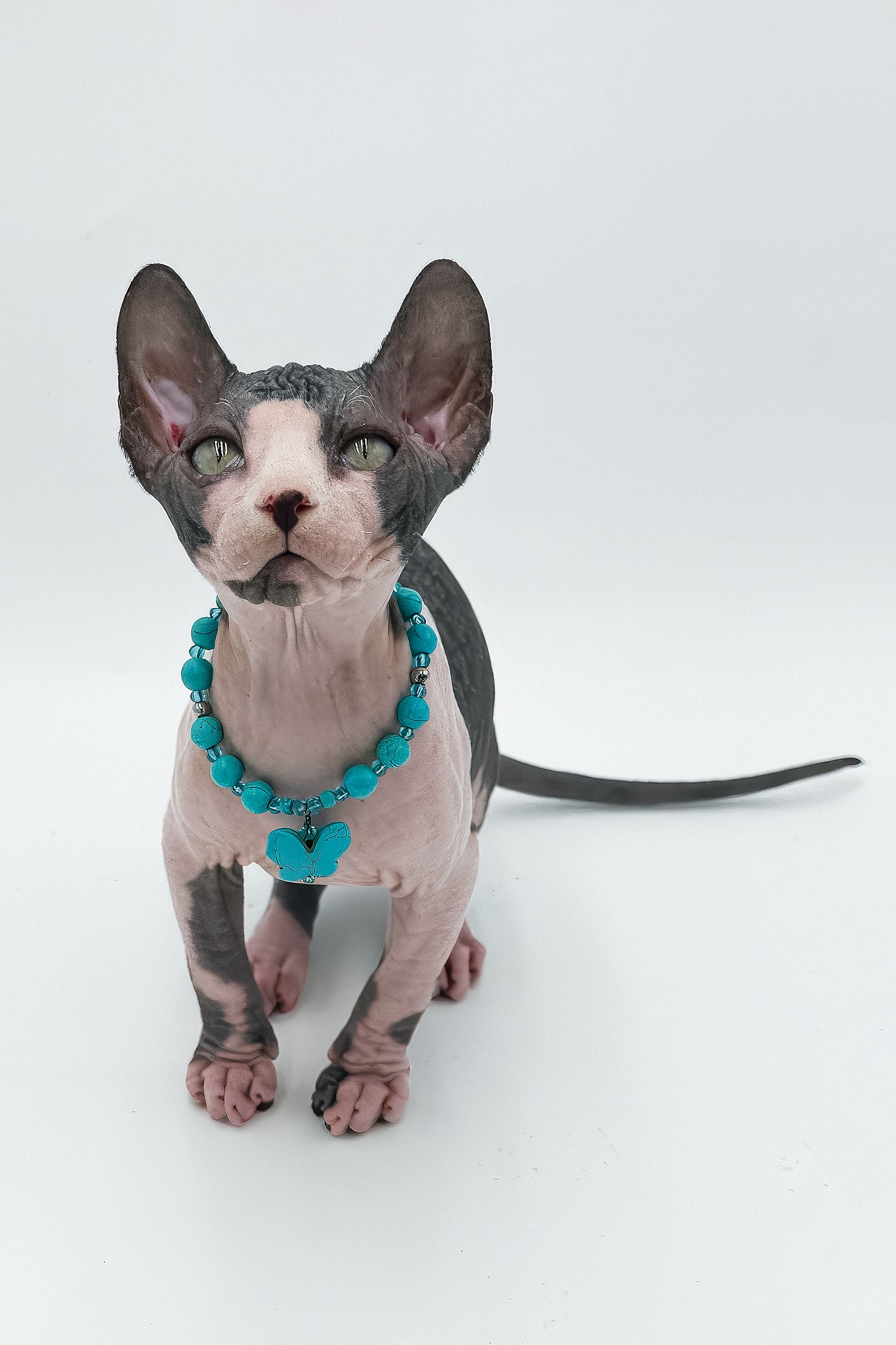 Stefani | Canadian Sphynx Kitten - Image 8