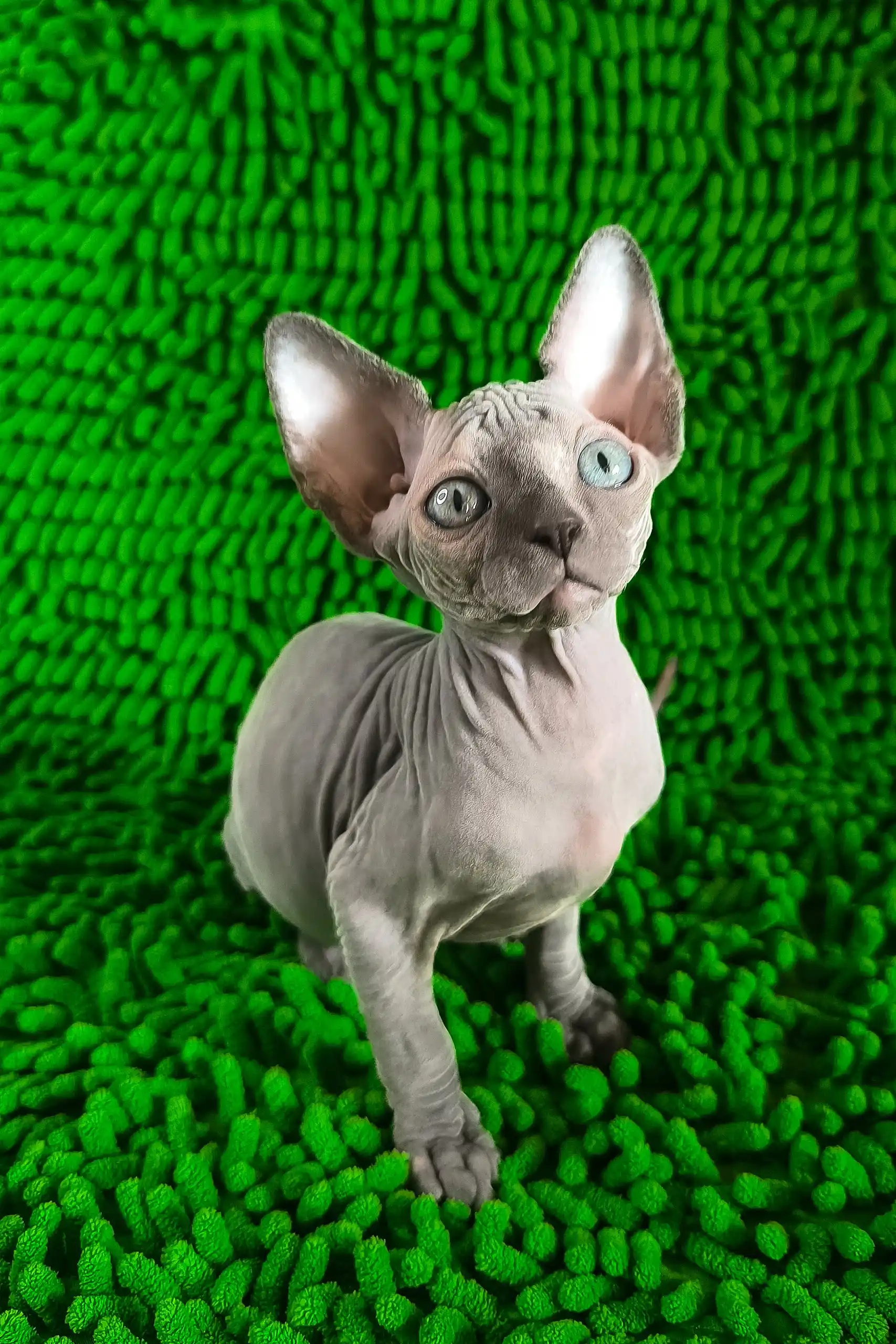 Tilda | Canadian Sphynx Kitten - Image 4