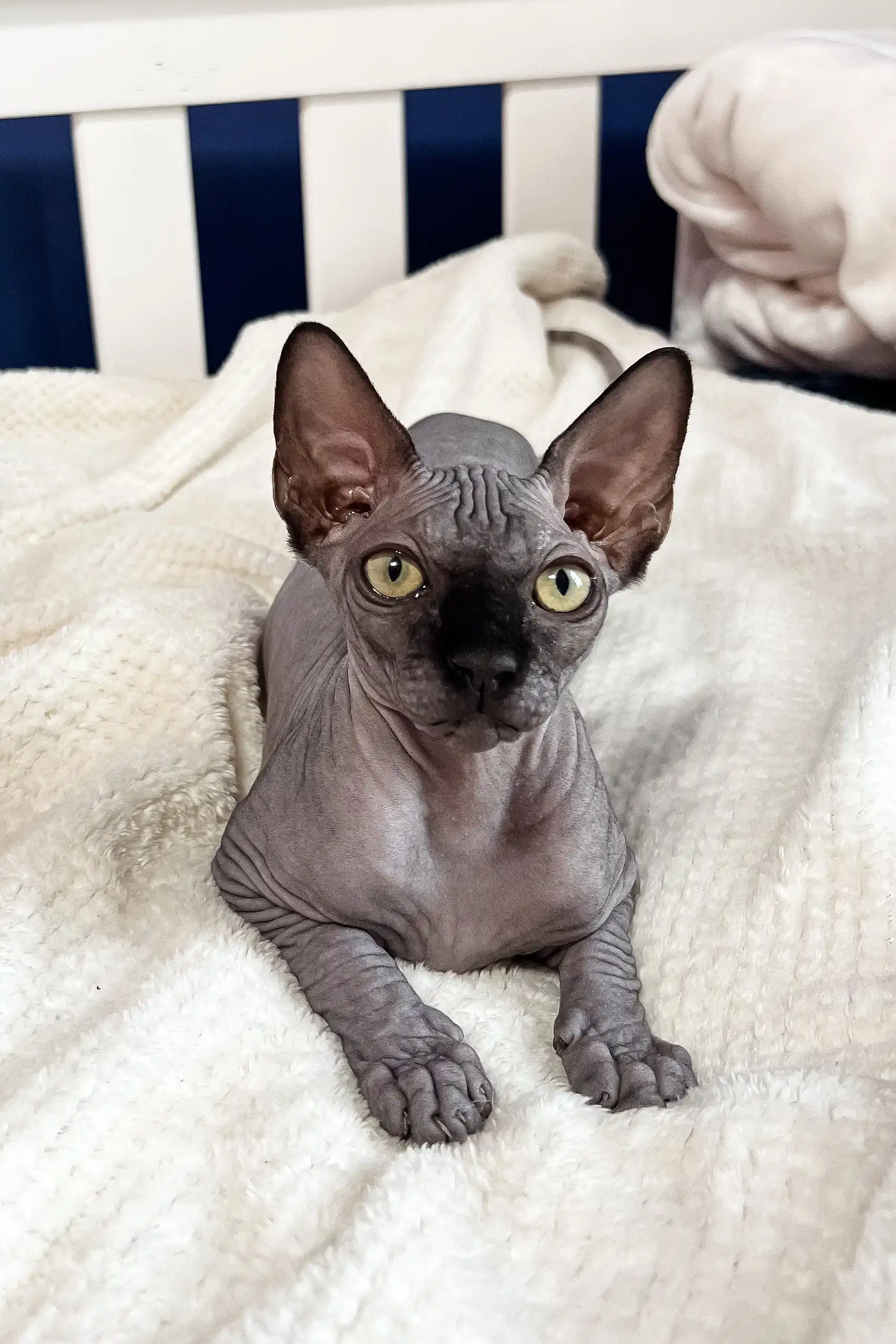 Wendy | Canadian Sphynx Kitten - Image 2