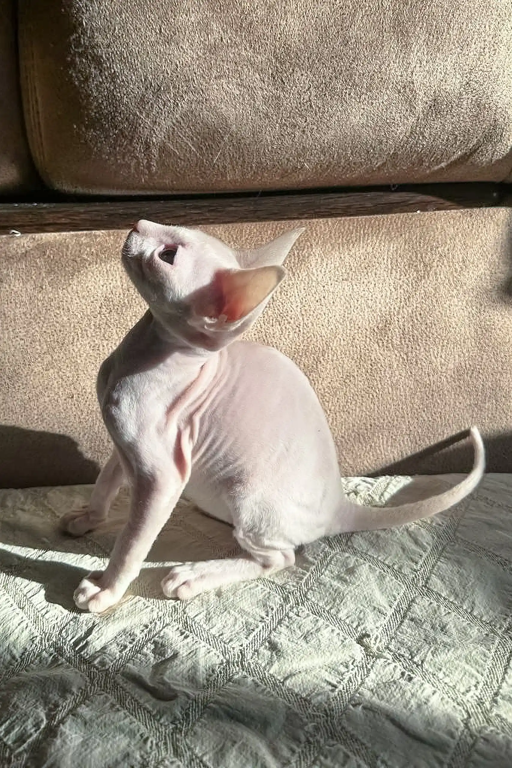 Amie | Cornish Rex Kitten - Image 4
