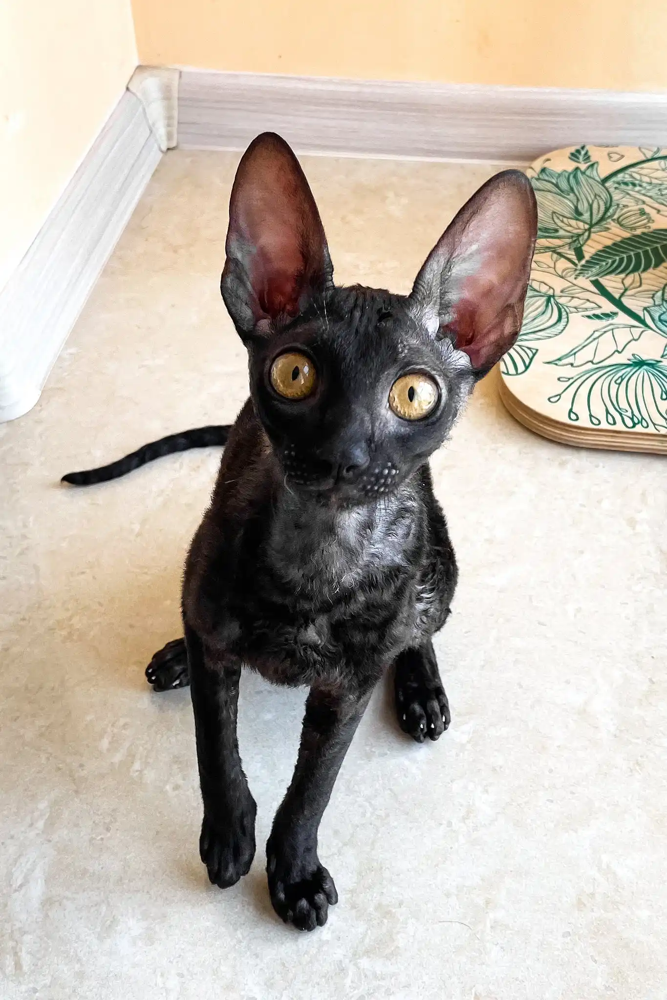 Shell | Cornish Rex Kitten - Image 3
