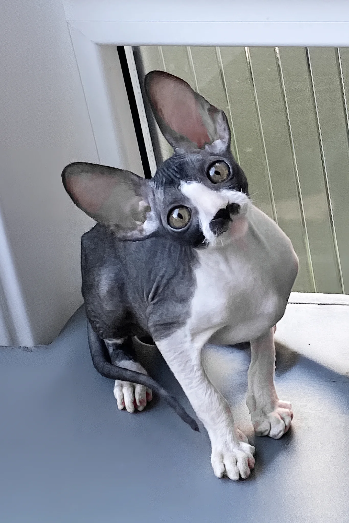 Tinatin | Cornish Rex Kitten - Image 2