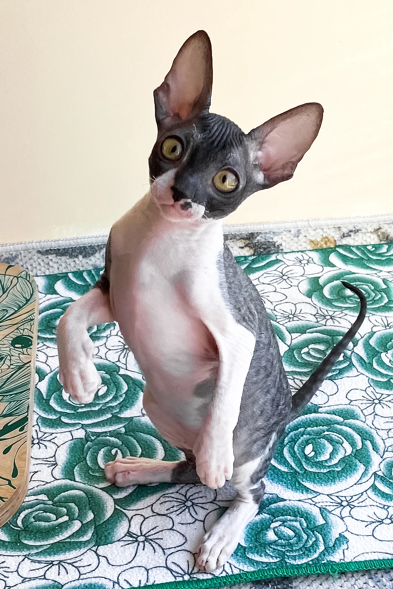 Ulita | Cornish Rex Kitten - Image 5