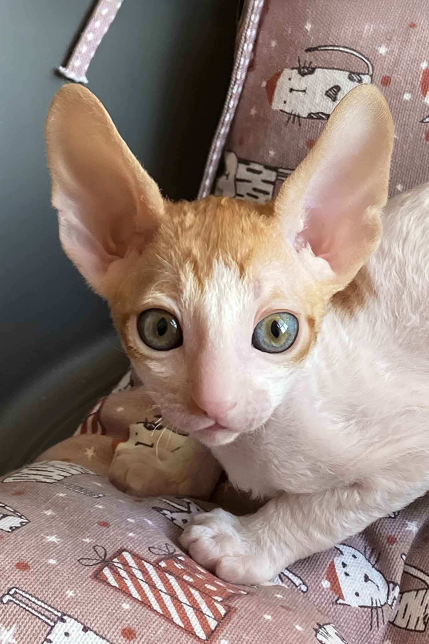 Yaskrava | Cornish Rex Kitten - Image 2