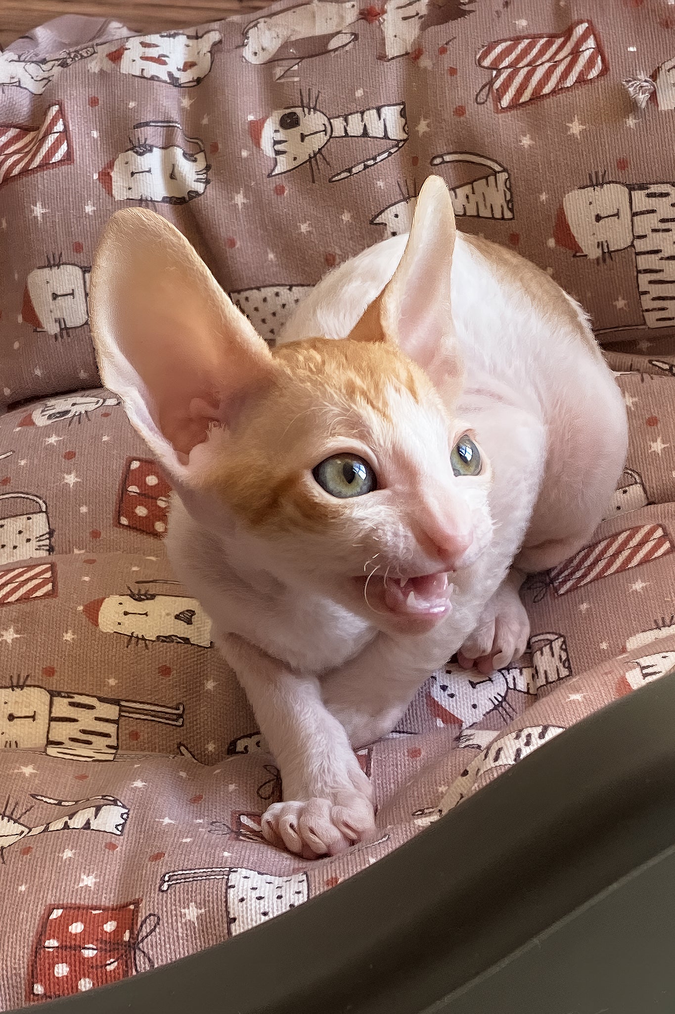 Yaskrava | Cornish Rex Kitten - Image 4