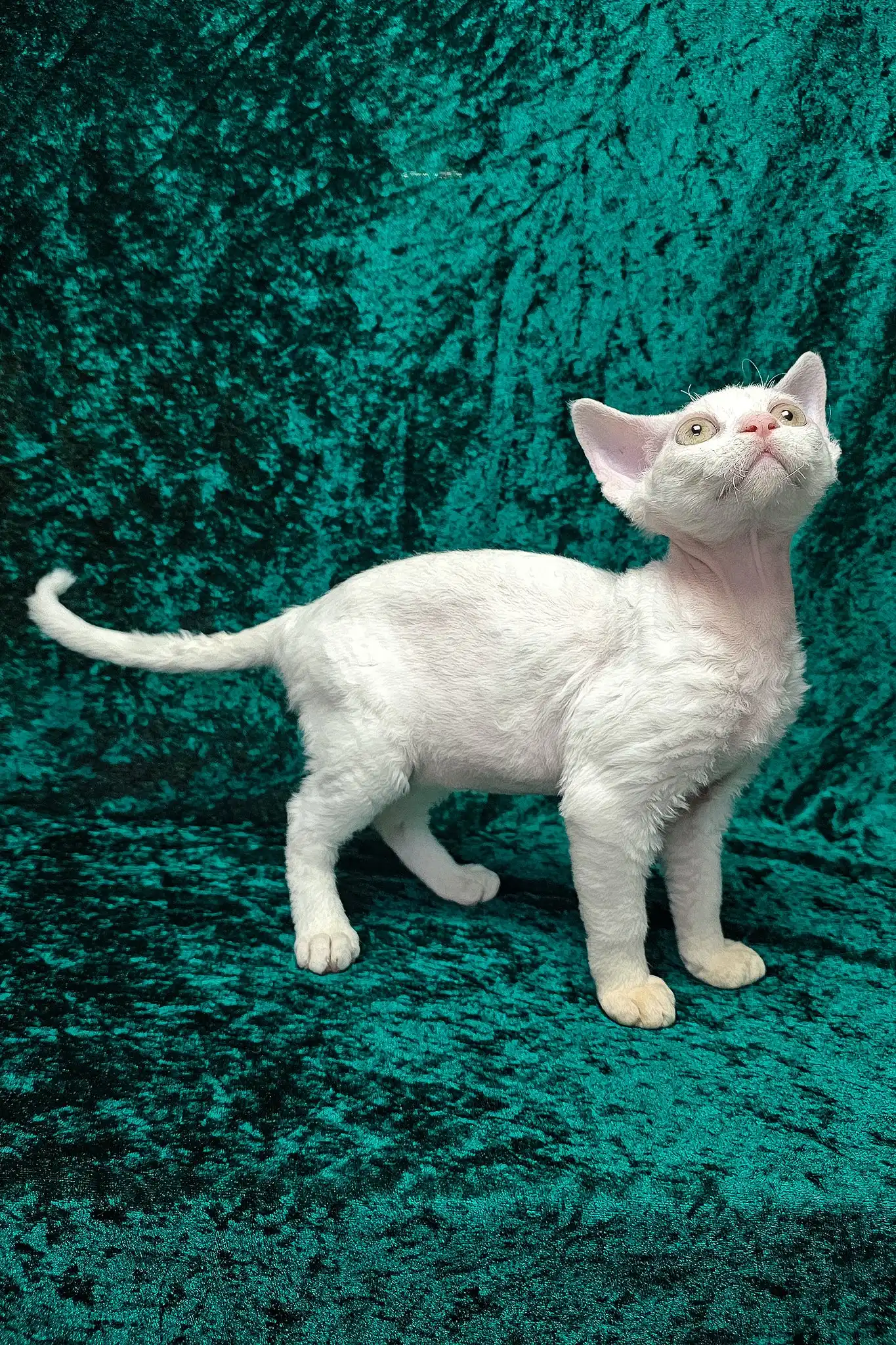 Alma | Devon Rex Kitten - Image 3