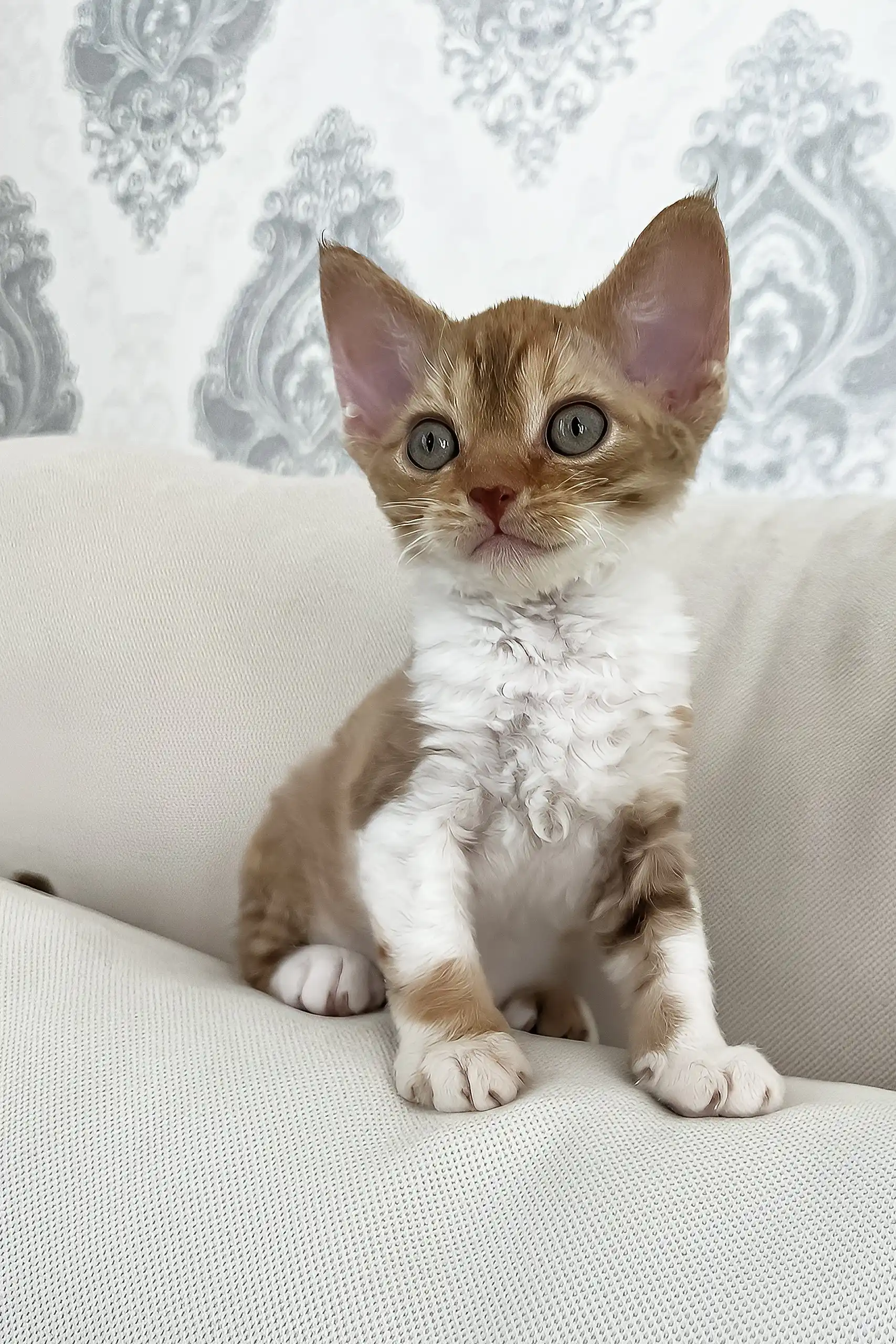 Ayra | Devon Rex Kitten - Image 3
