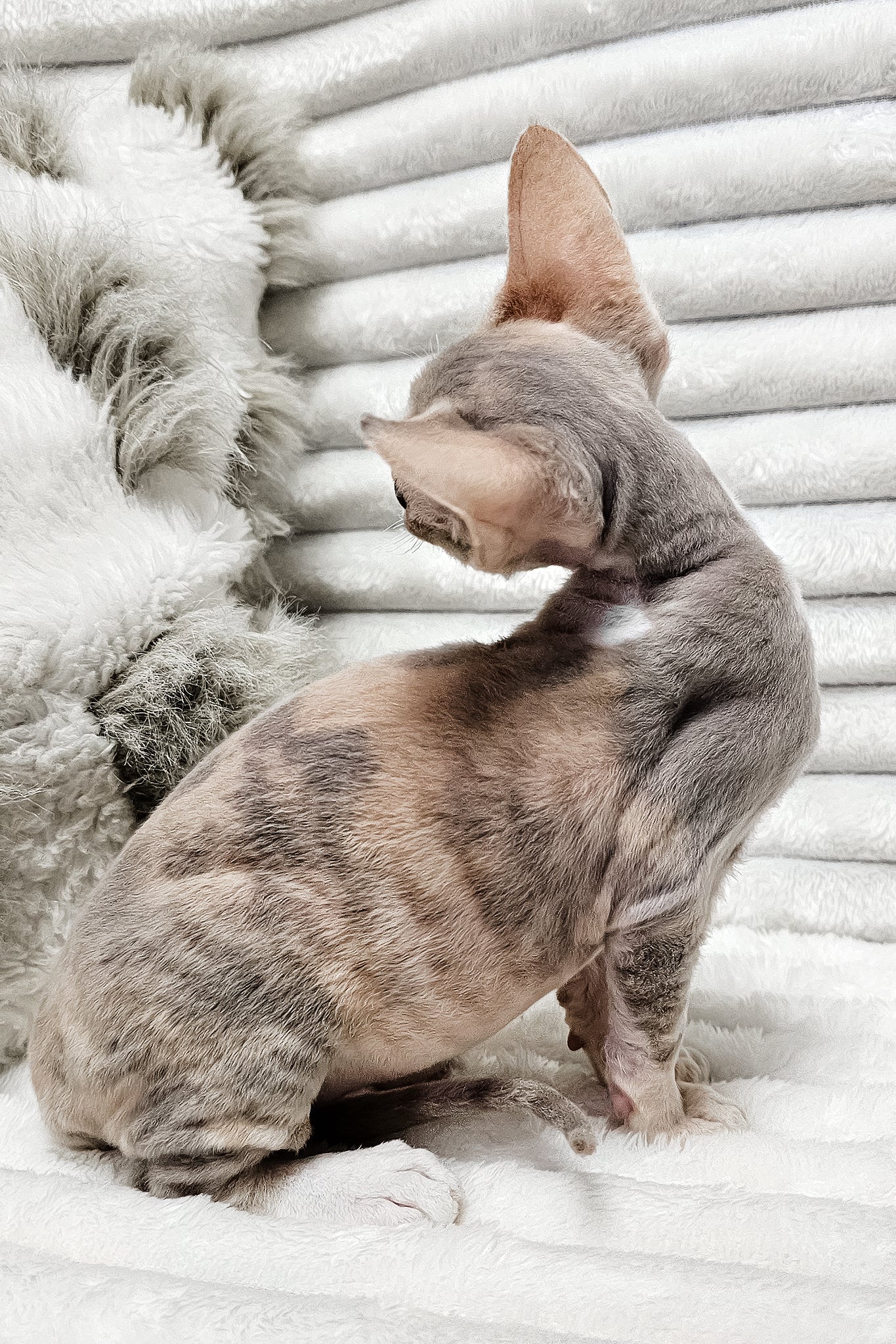 Bagira | Devon Rex Kitten - Image 12