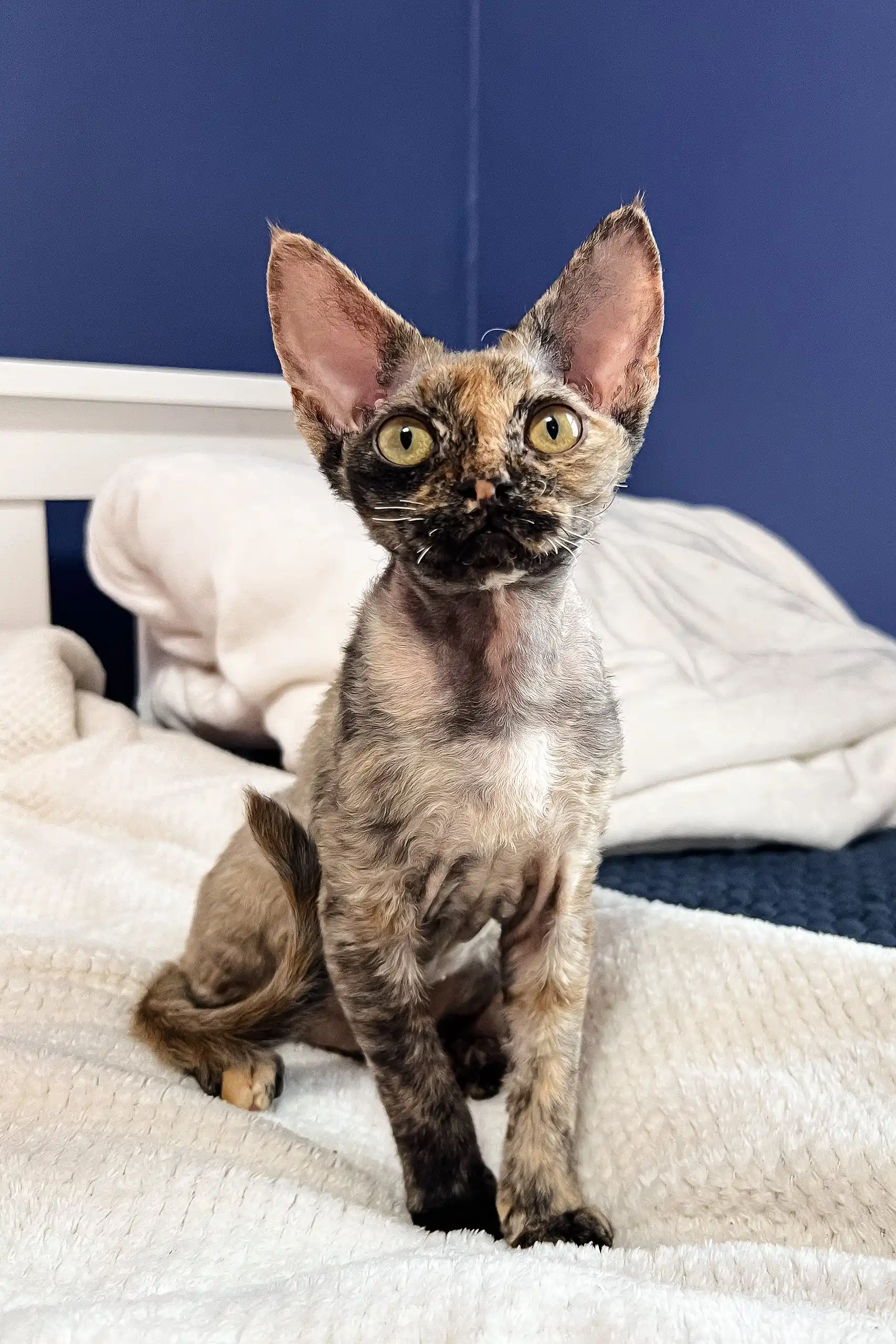 Bella | Devon Rex Kitten - Image 5