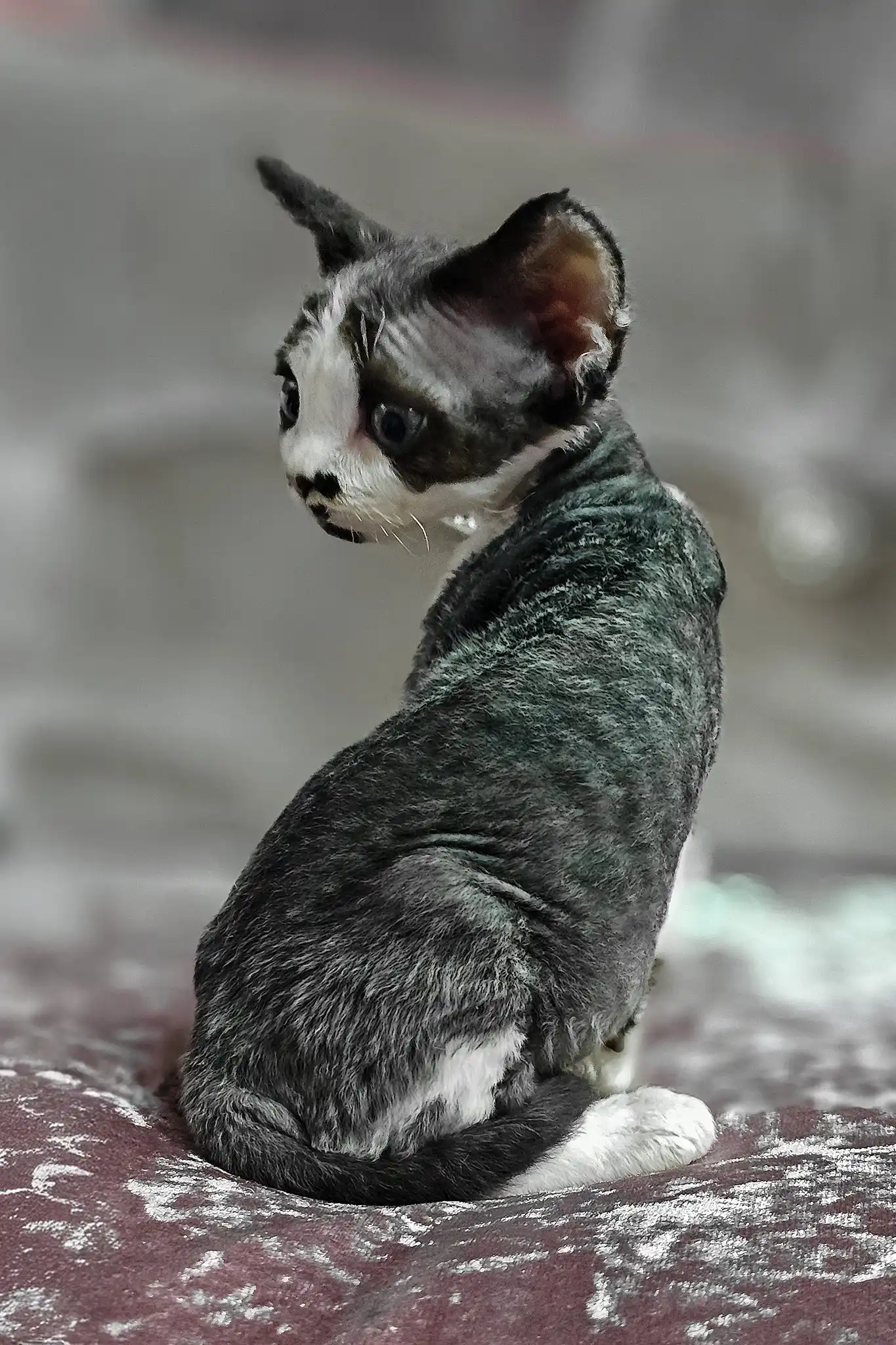 Dana | Devon Rex Kitten - Image 4