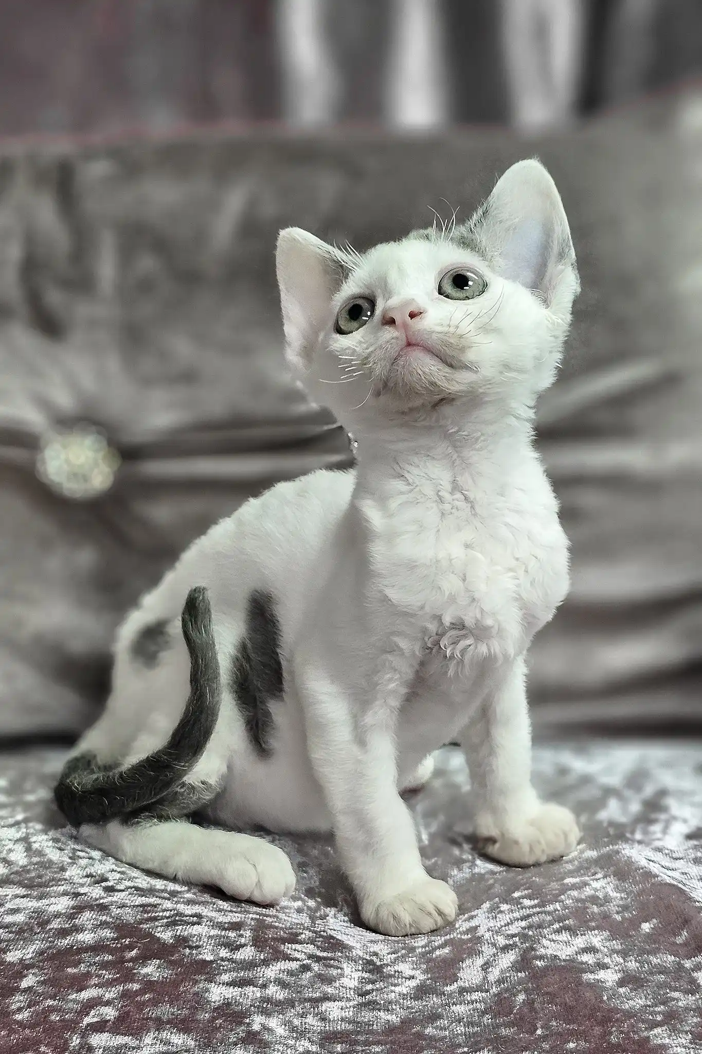 Diana | Devon Rex Kitten - Image 3