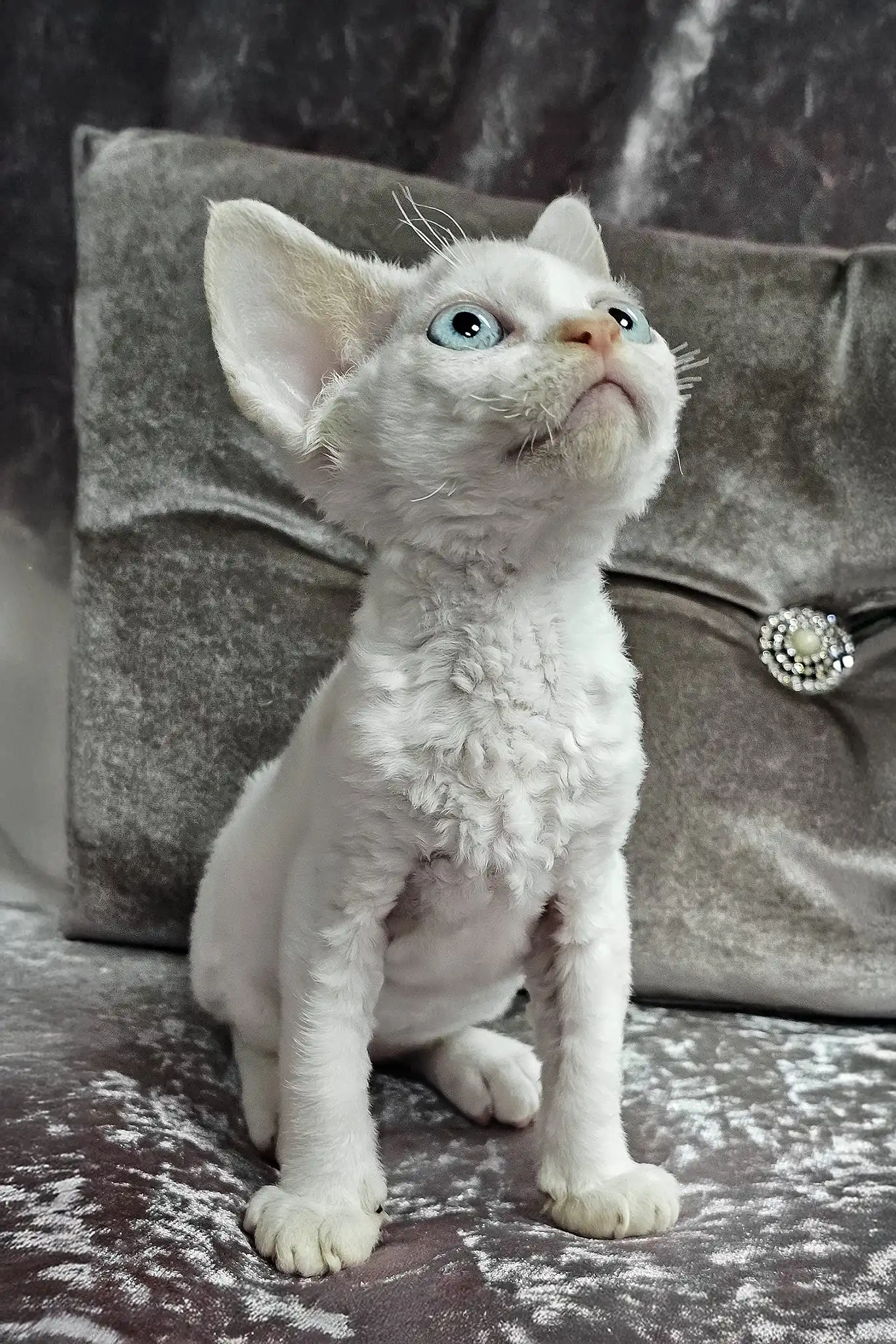 Diva | Devon Rex Kitten - Image 7