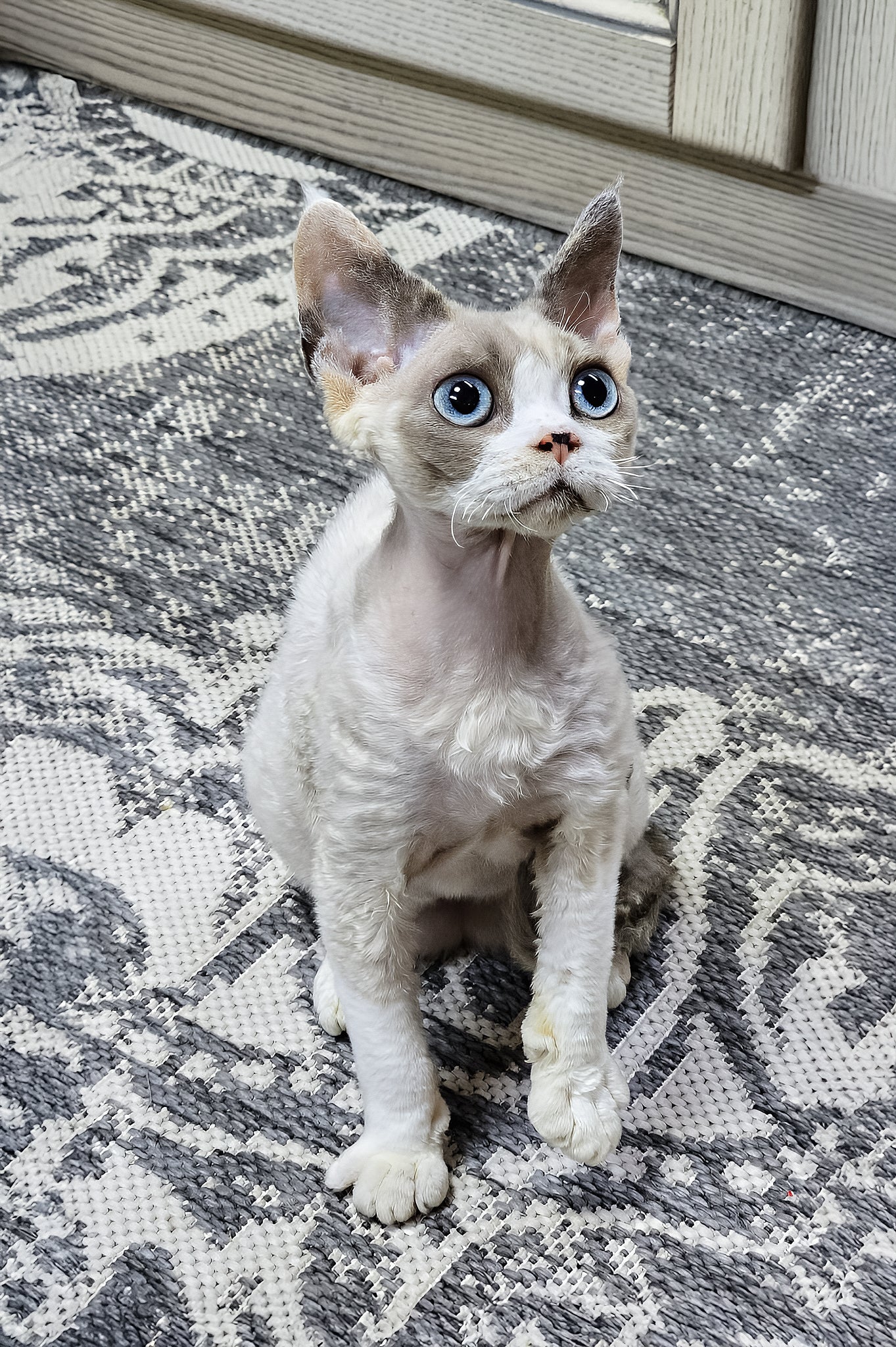 Fiona | Devon Rex Kitten - Image 3
