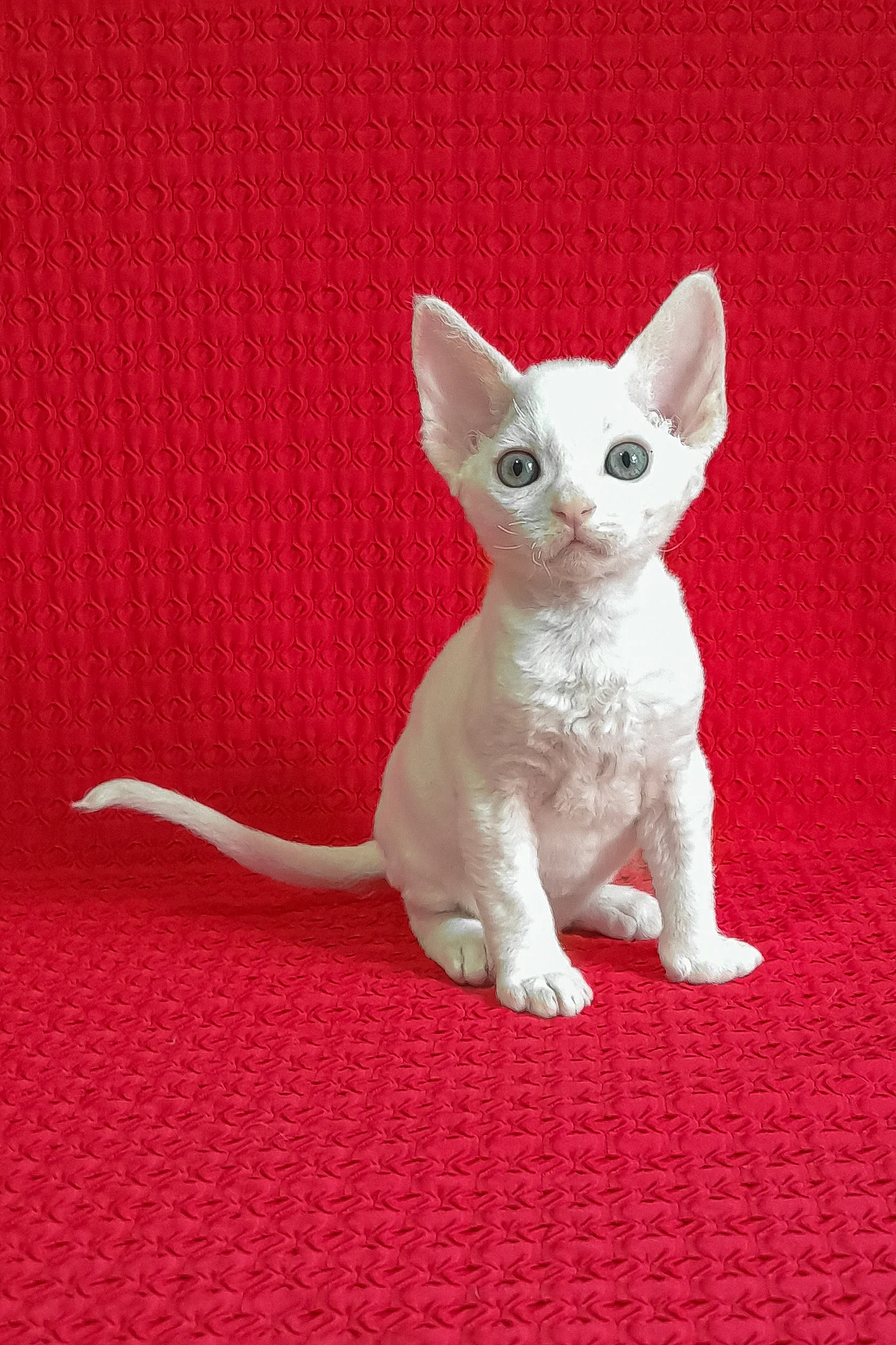 Jaclyn | Devon Rex Kitten - Image 4