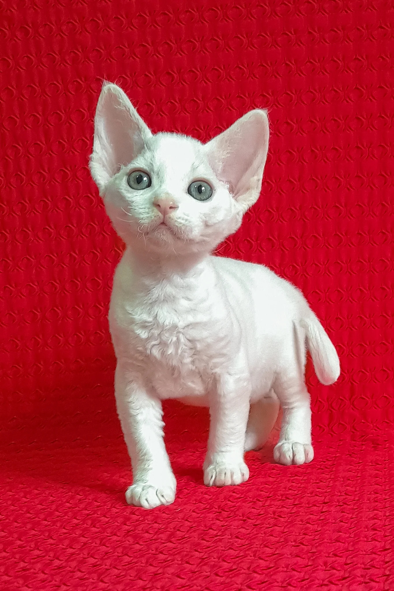 Jaclyn | Devon Rex Kitten - Image 5