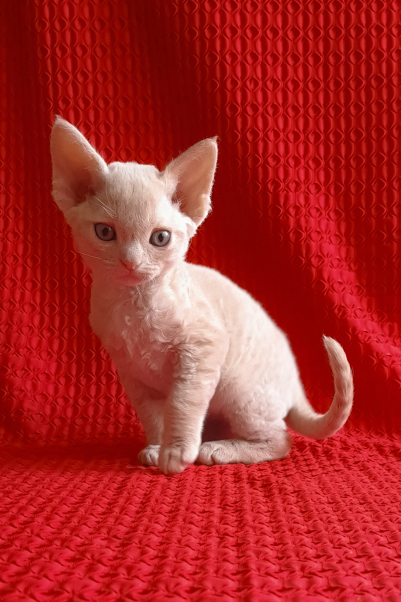 Jerry | Devon Rex Kitten - Image 3