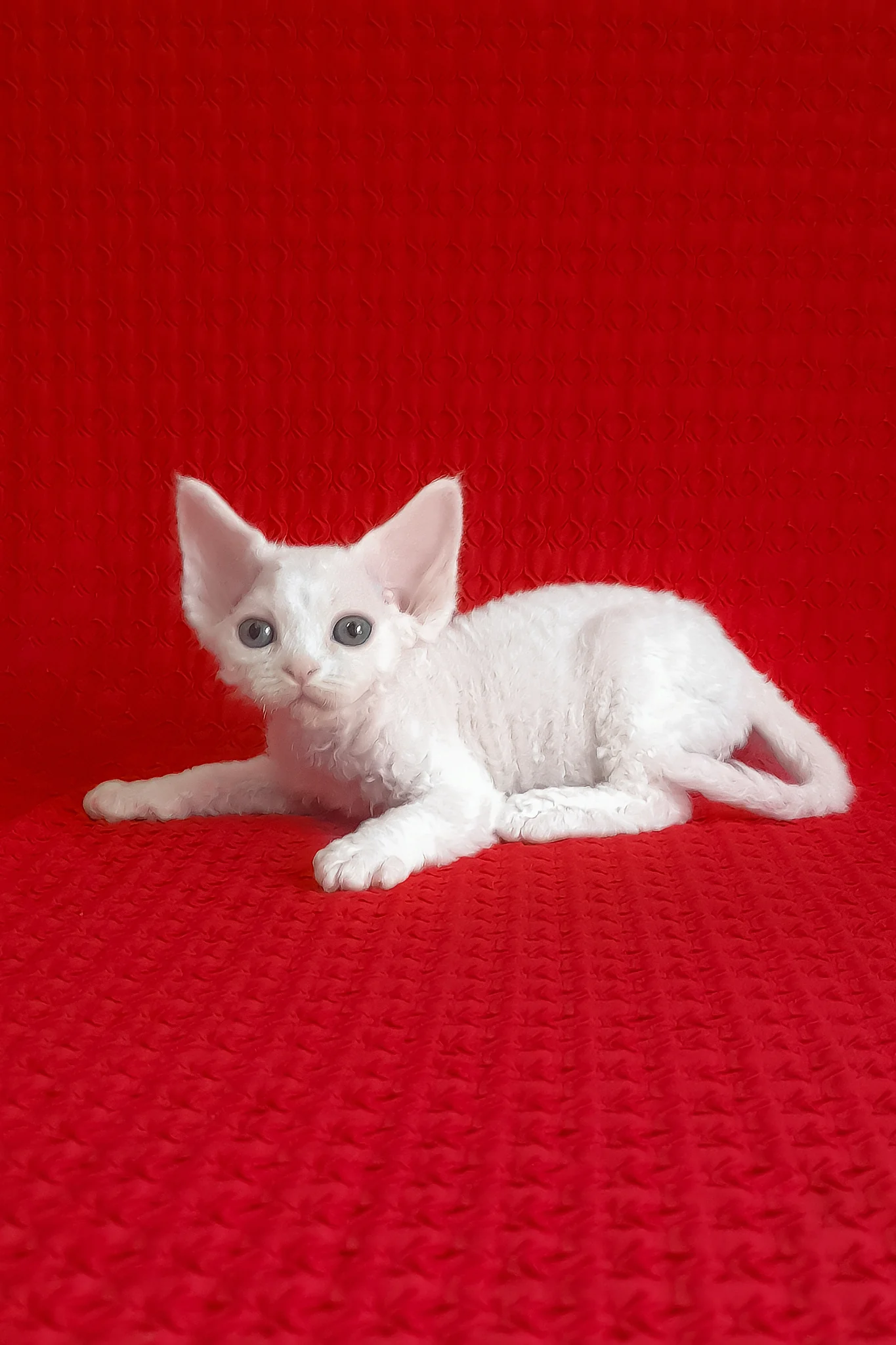 Josie | Devon Rex Kitten - Image 2