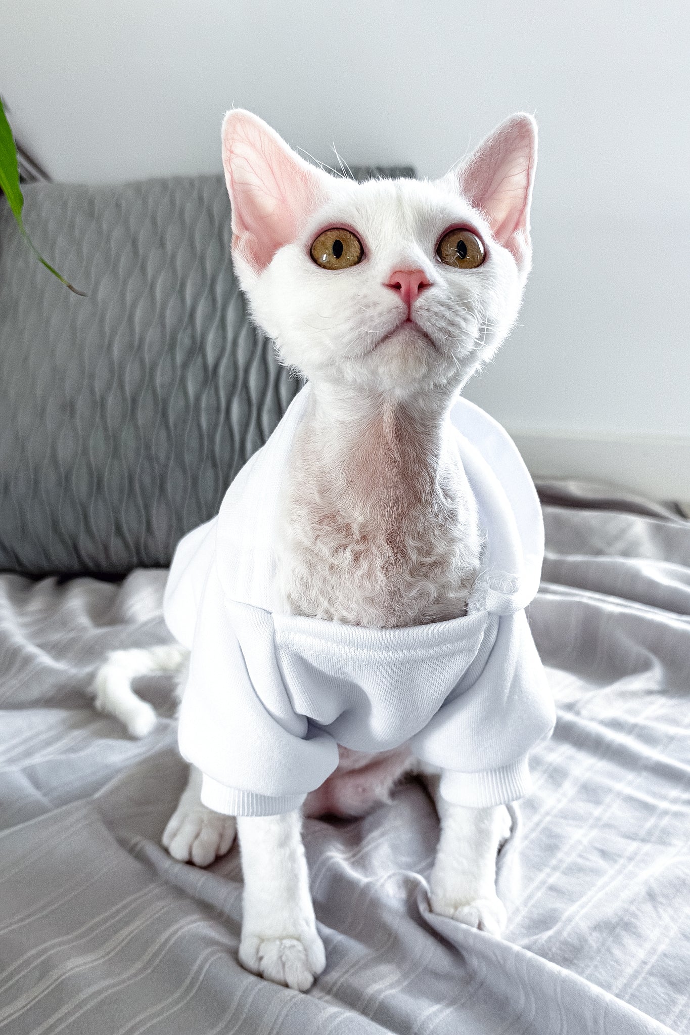 Kelly | Devon Rex Kitten - Image 10