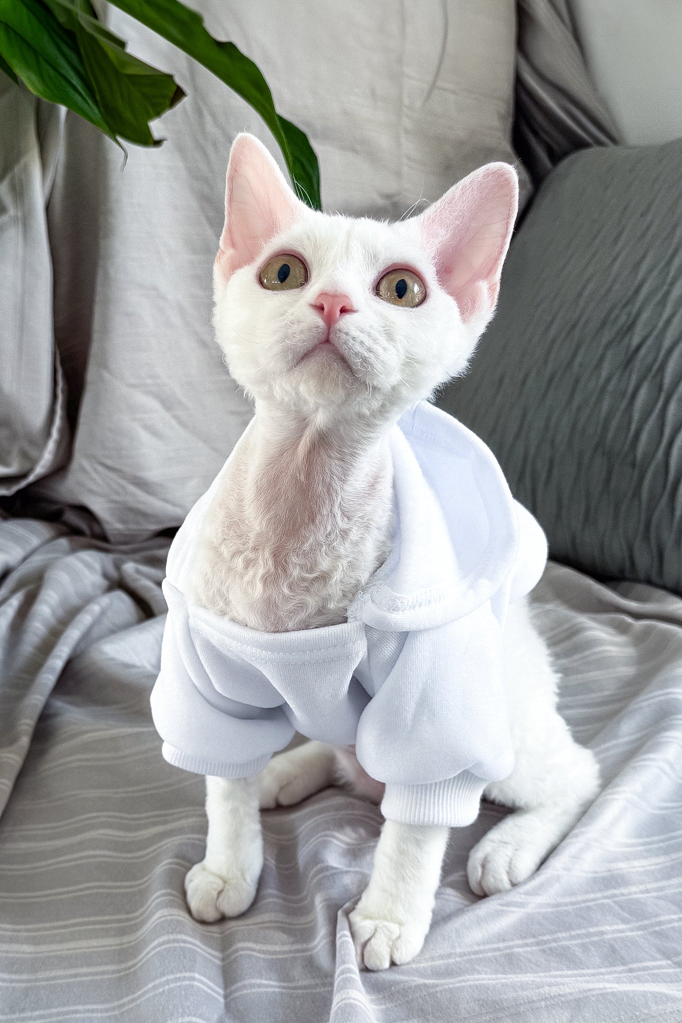 Kelly | Devon Rex Kitten - Image 11