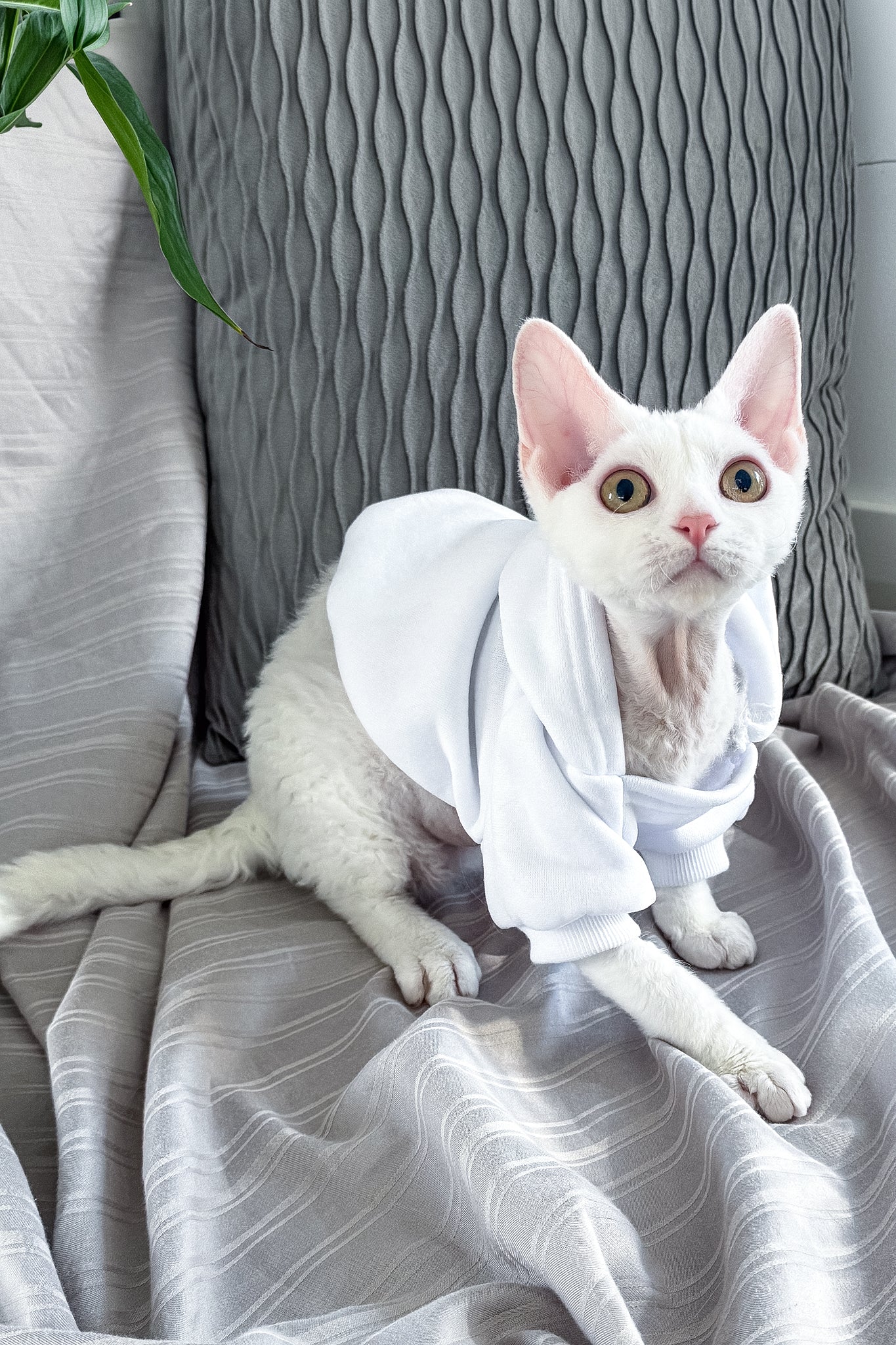 Kelly | Devon Rex Kitten - Image 12