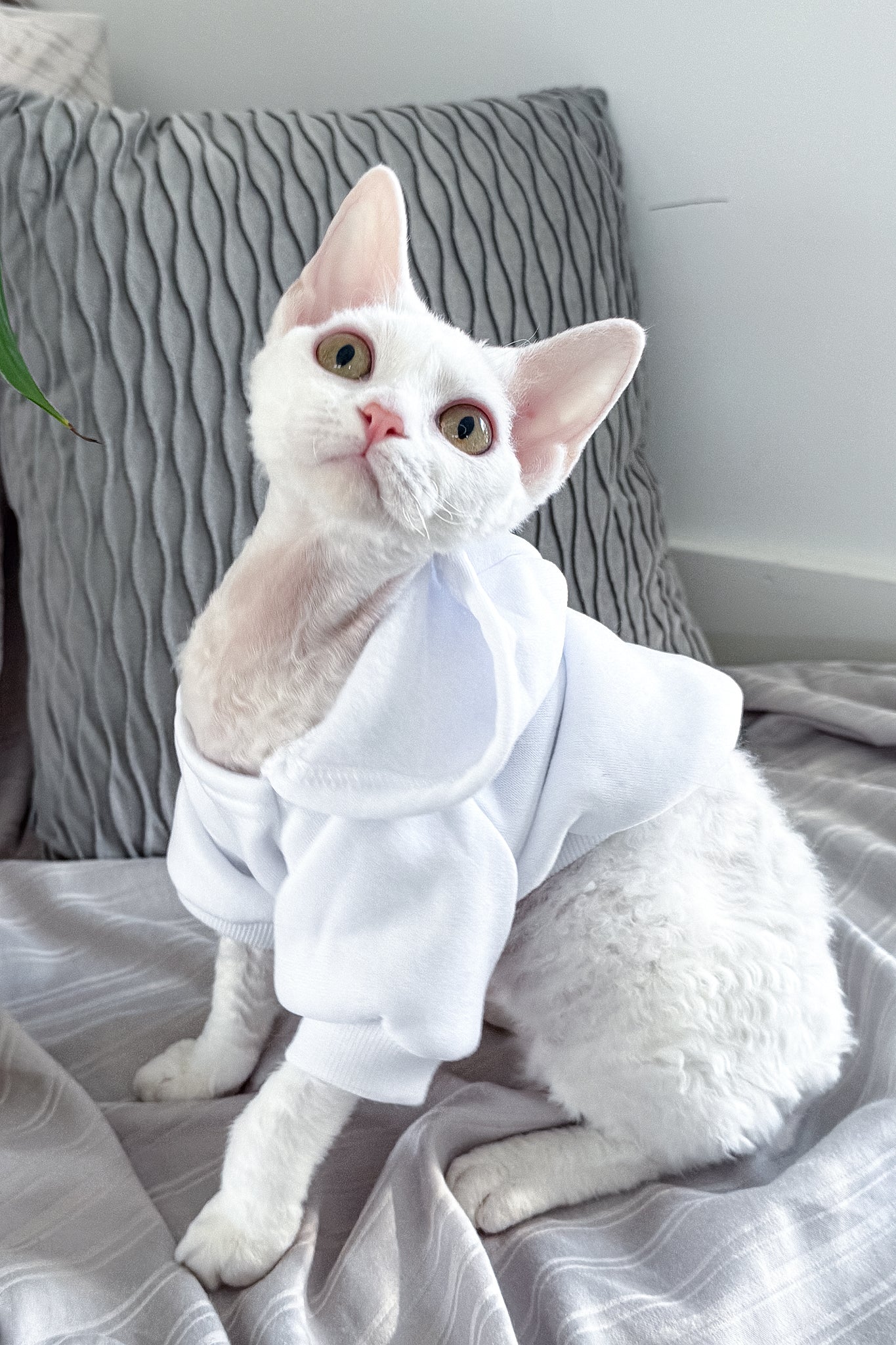 Kelly | Devon Rex Kitten - Image 13