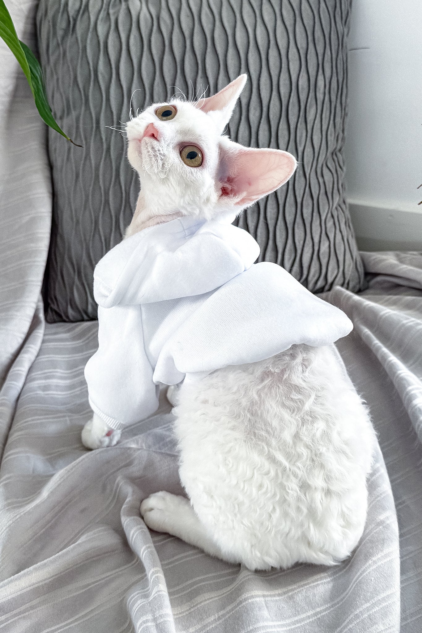 Kelly | Devon Rex Kitten - Image 14