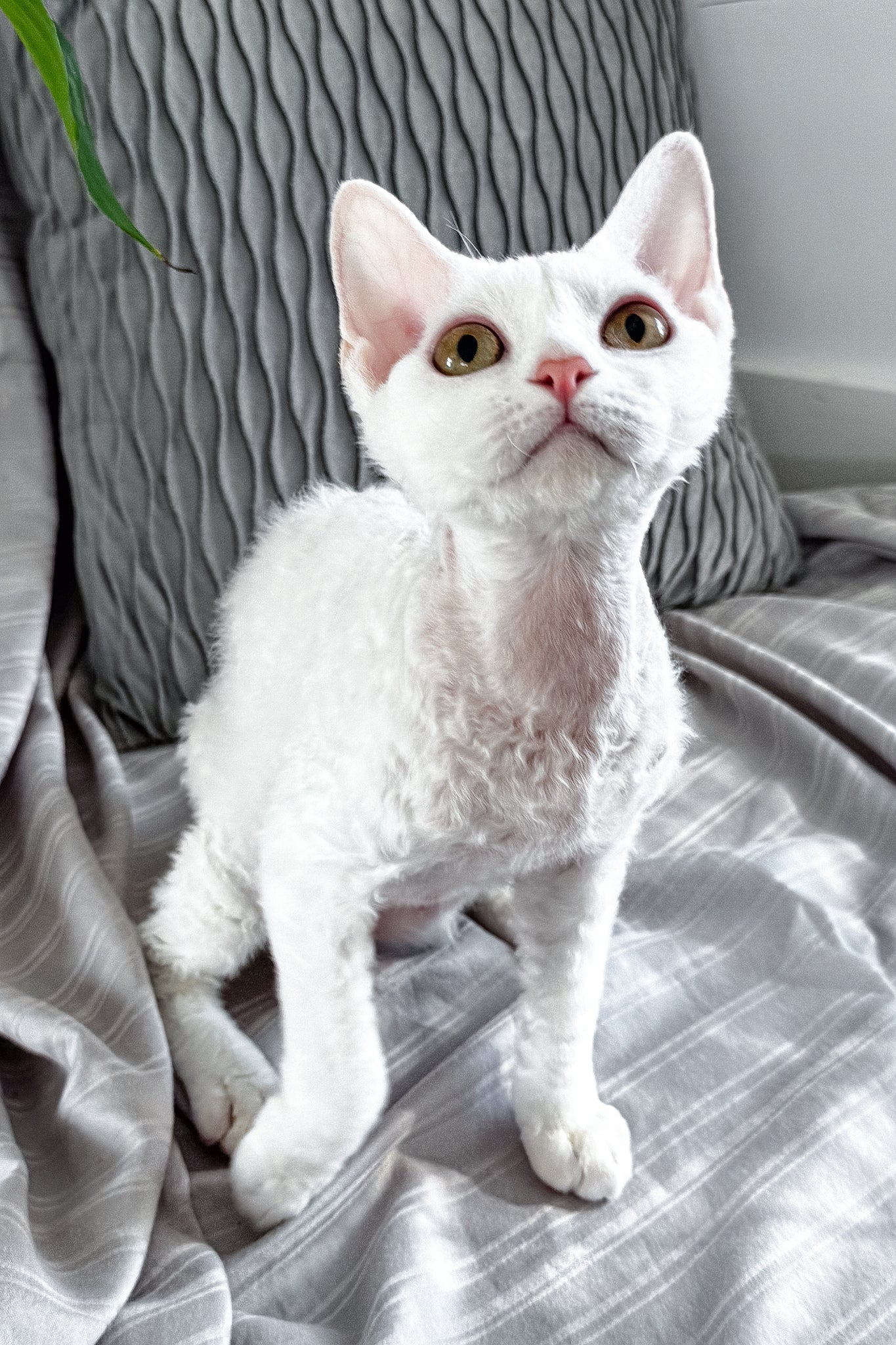 Kelly | Devon Rex Kitten - Image 15