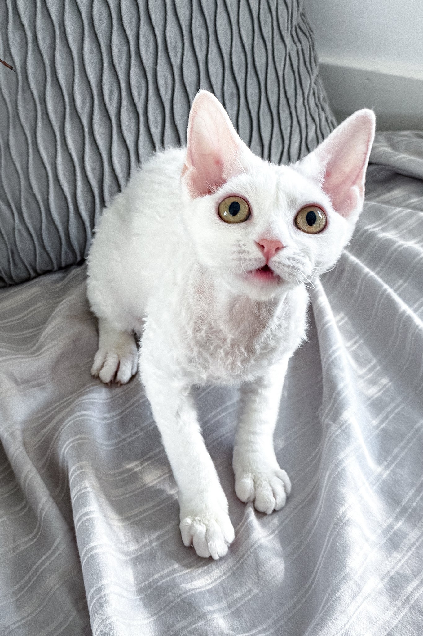 Kelly | Devon Rex Kitten - Image 16