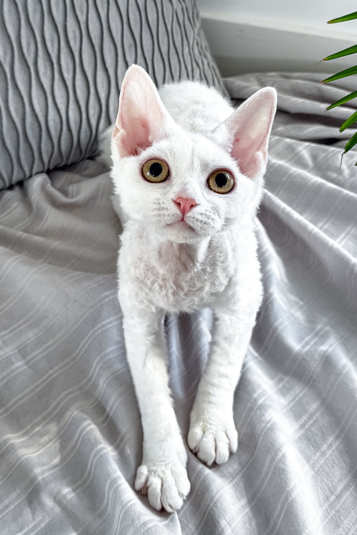 Kelly | Devon Rex Kitten - Image 17