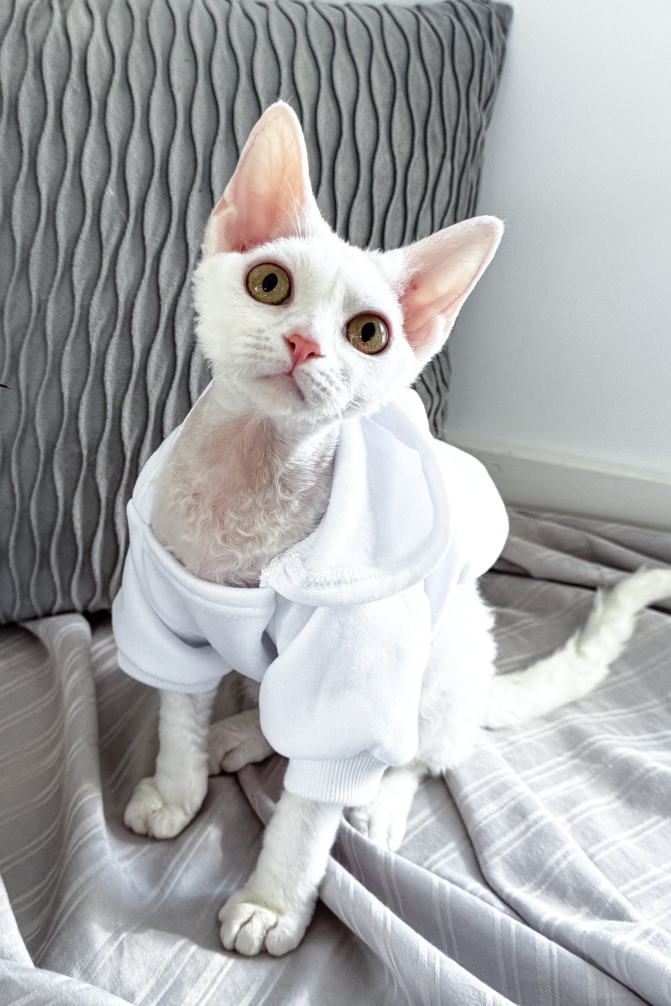 Kelly | Devon Rex Kitten - Image 3