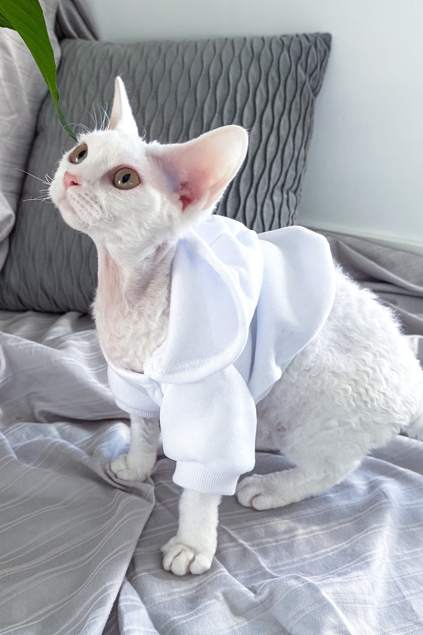 Kelly | Devon Rex Kitten - Image 4