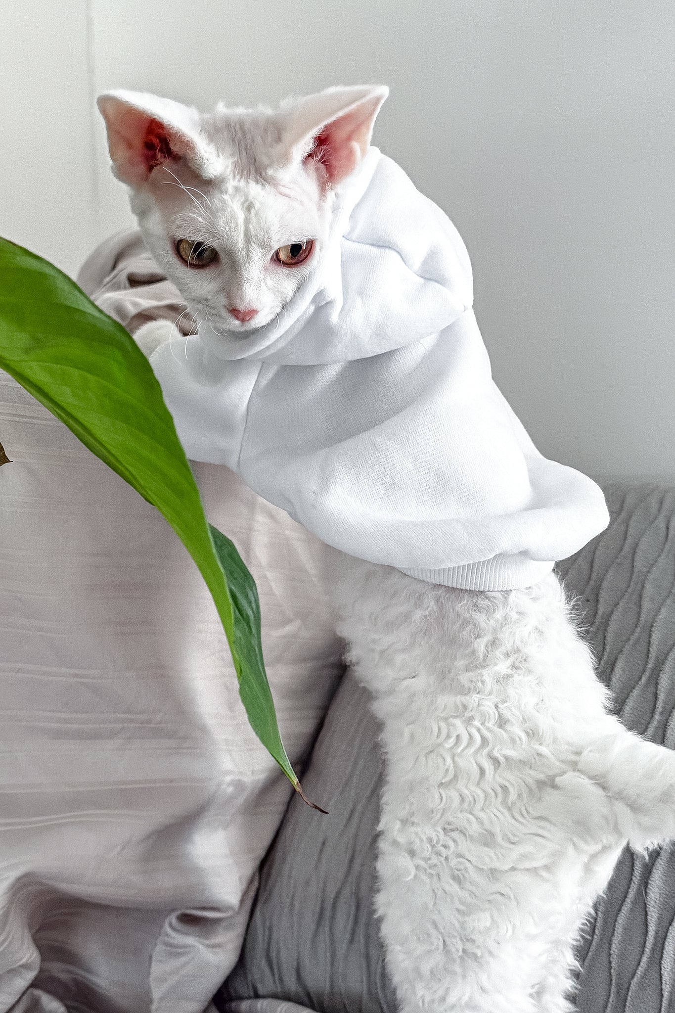 Kelly | Devon Rex Kitten - Image 5