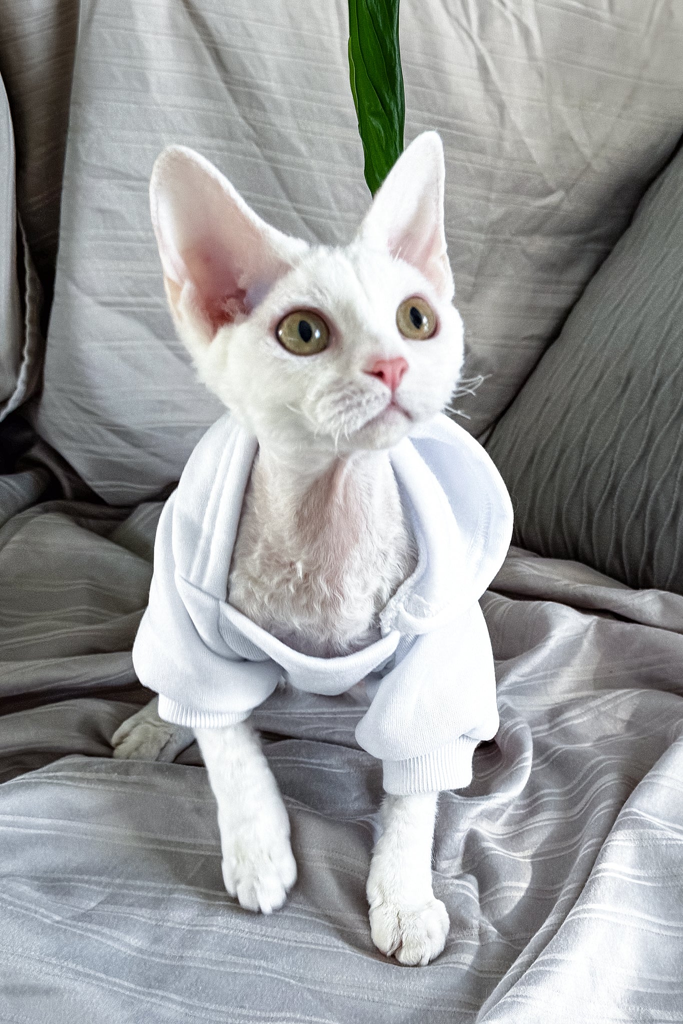 Kelly | Devon Rex Kitten - Image 6