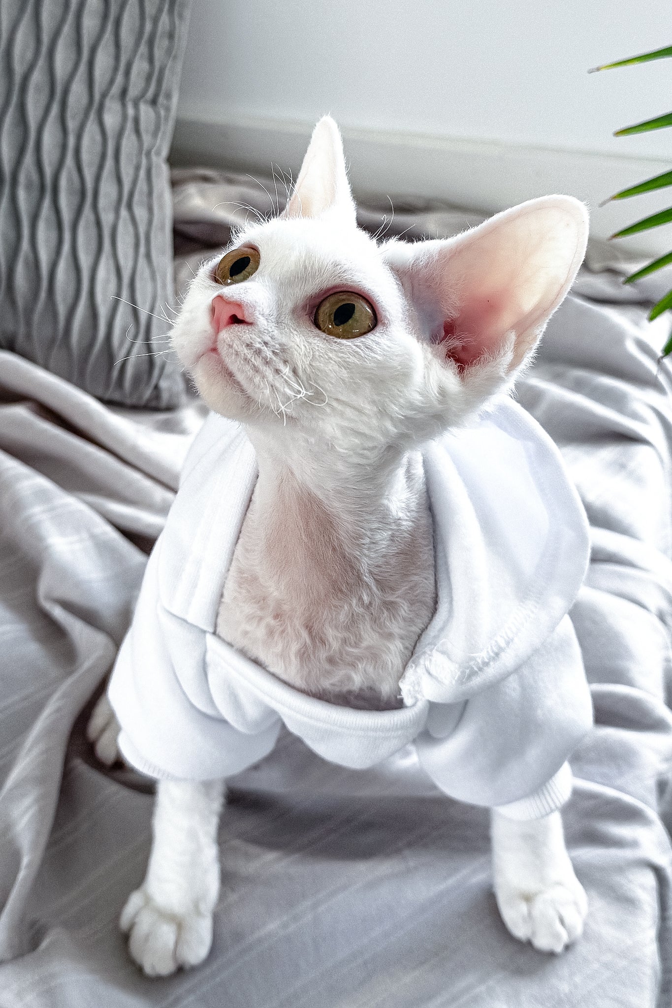 Kelly | Devon Rex Kitten - Image 7