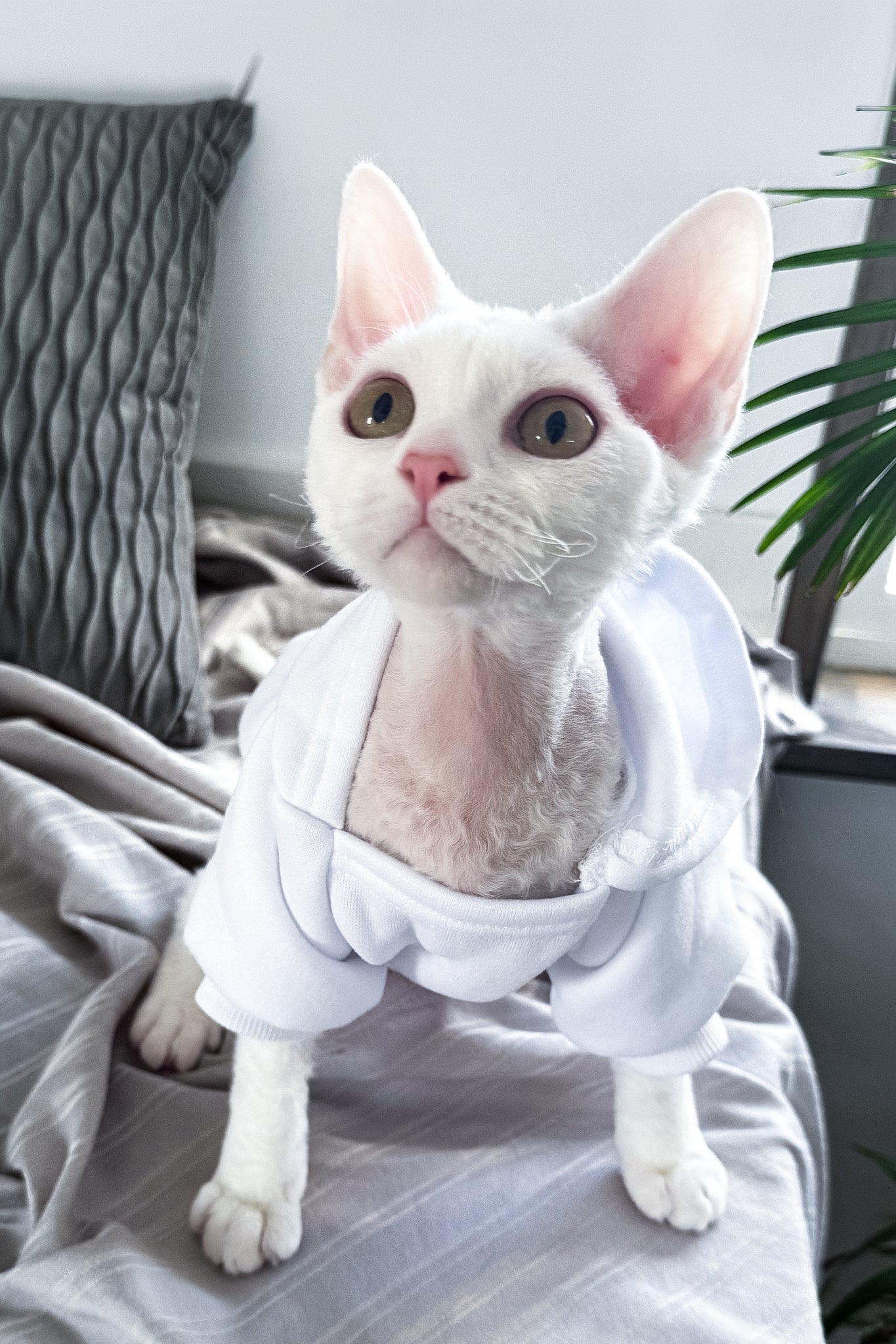 Kelly | Devon Rex Kitten - Image 8