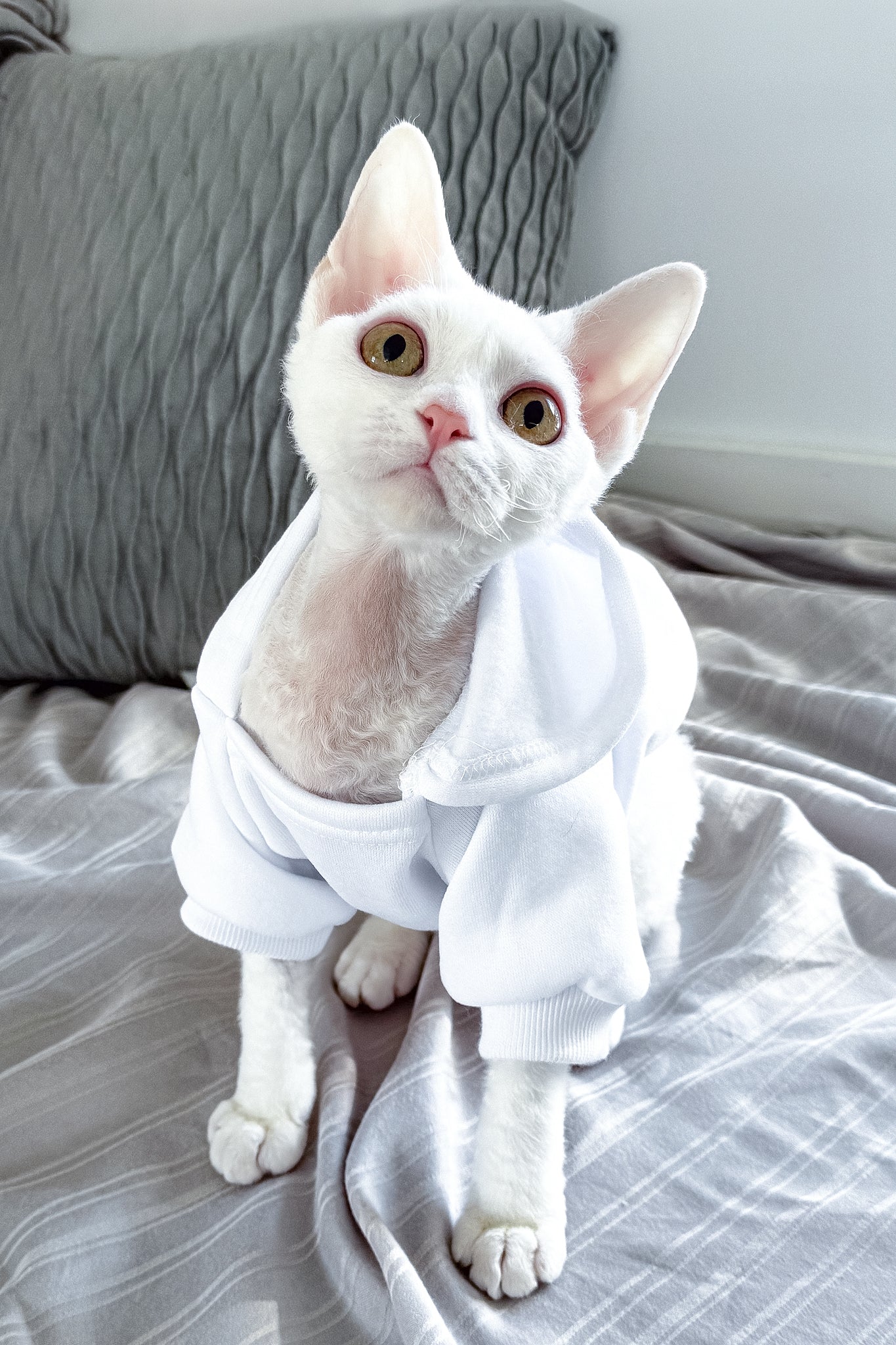 Kelly | Devon Rex Kitten - Image 9