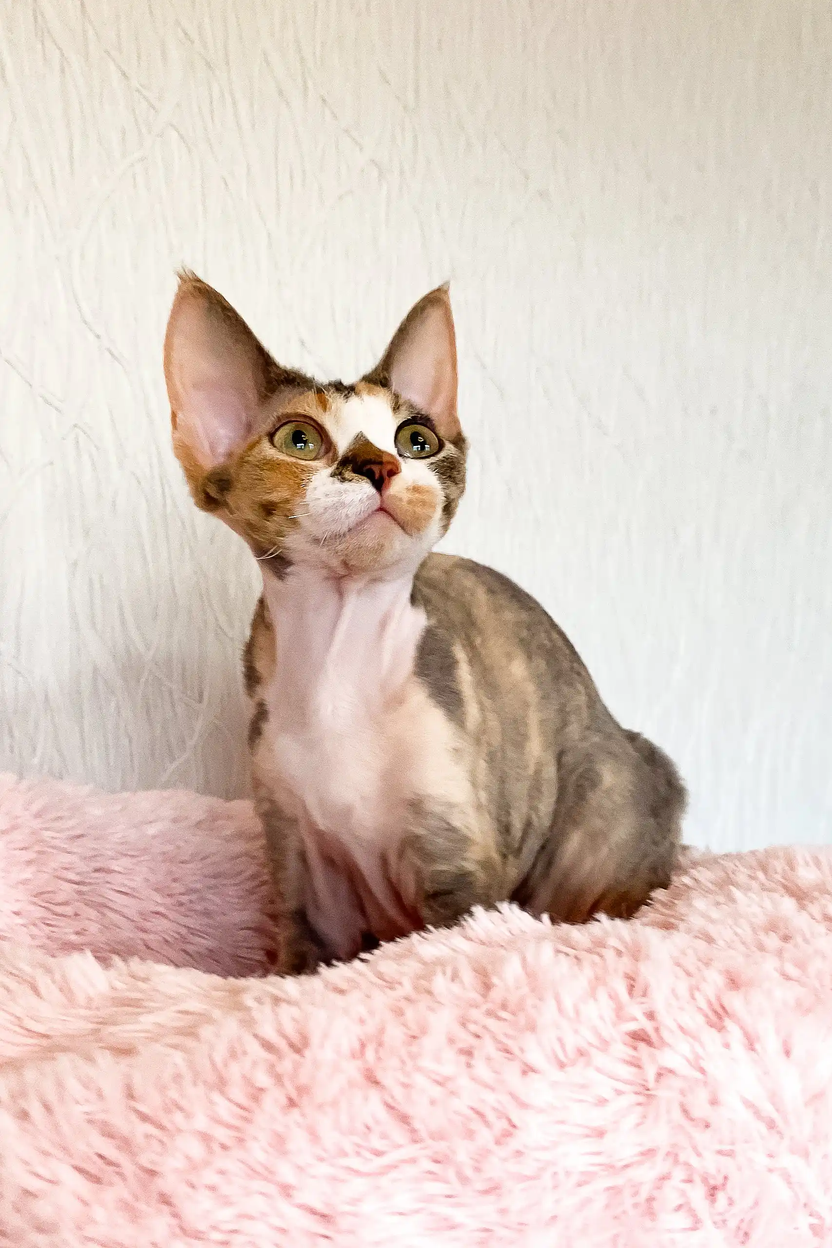 Kiana | Devon Rex Kitten - Image 7