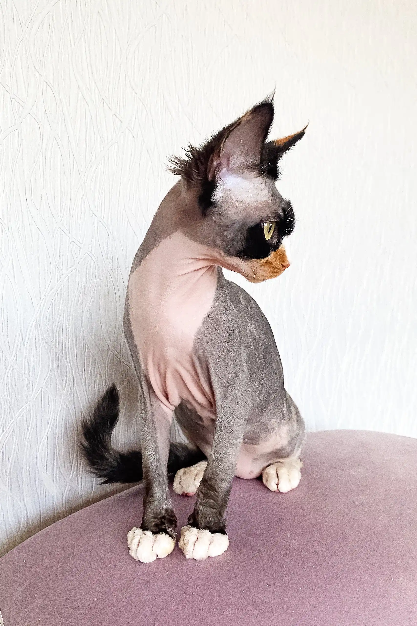 Korra | Devon Rex Kitten - Image 5