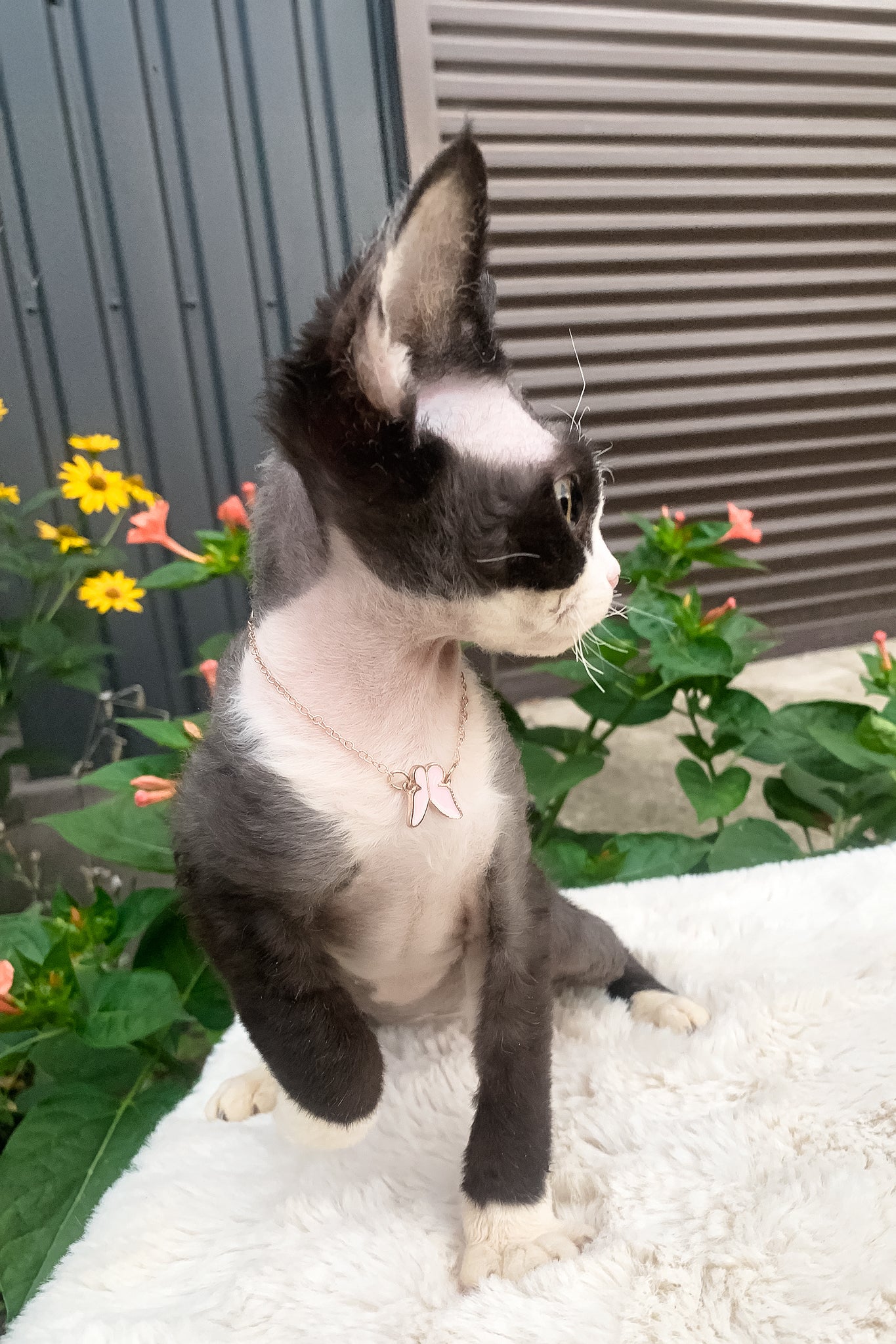 Luna | Devon Rex Kitten - Image 10