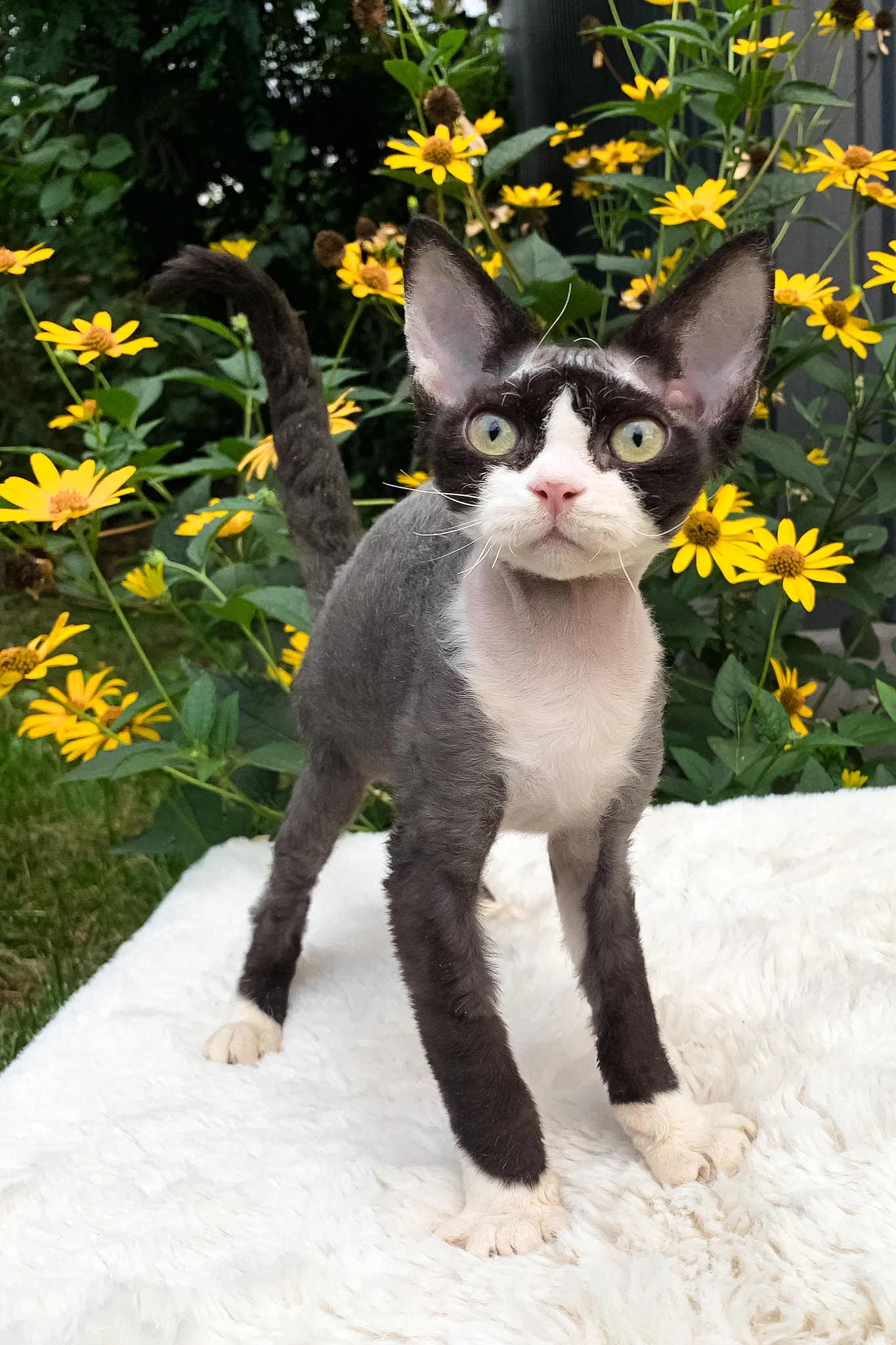 Luna | Devon Rex Kitten - Image 2