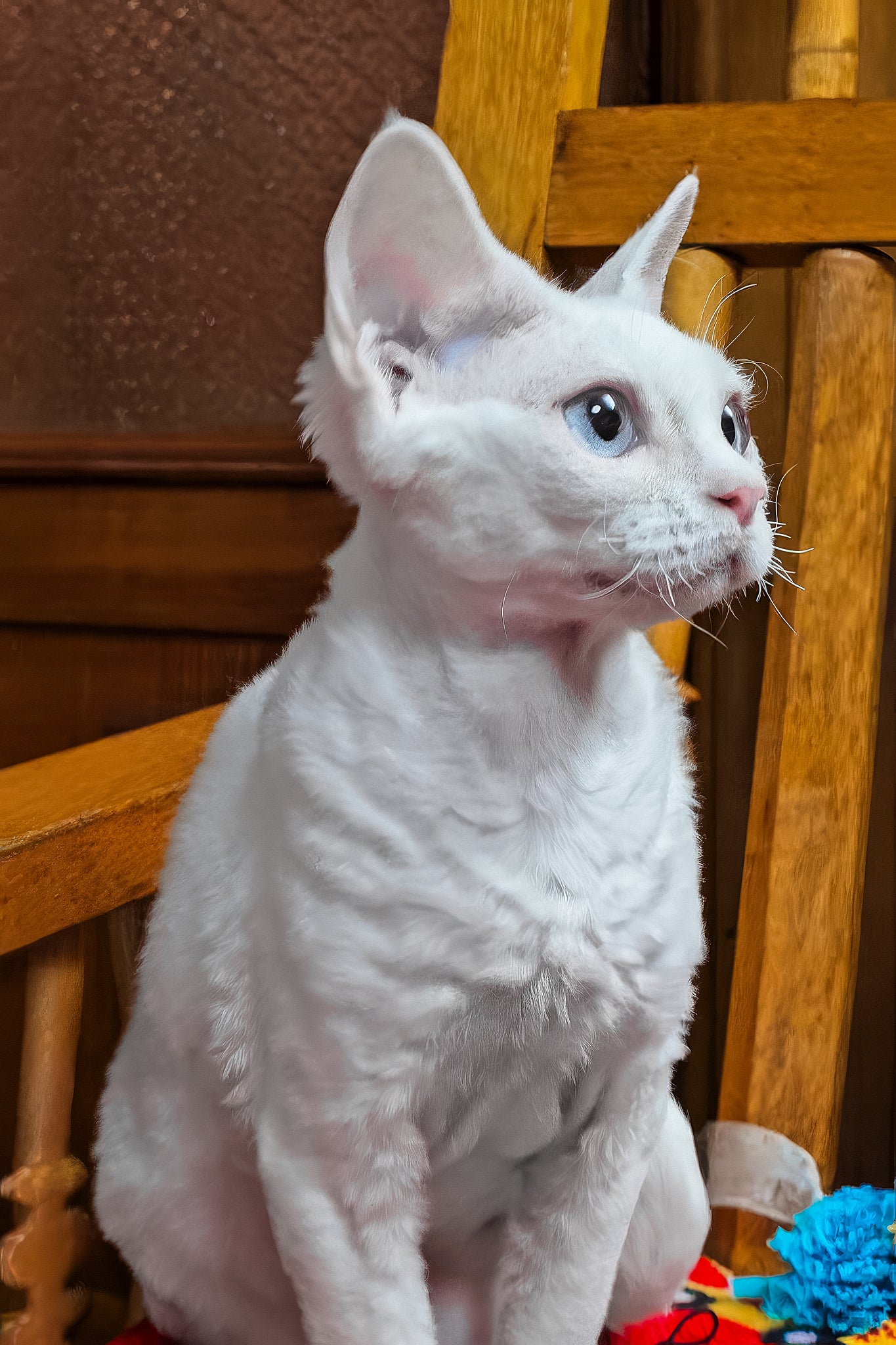 Luna | Devon Rex Kitten - Image 3