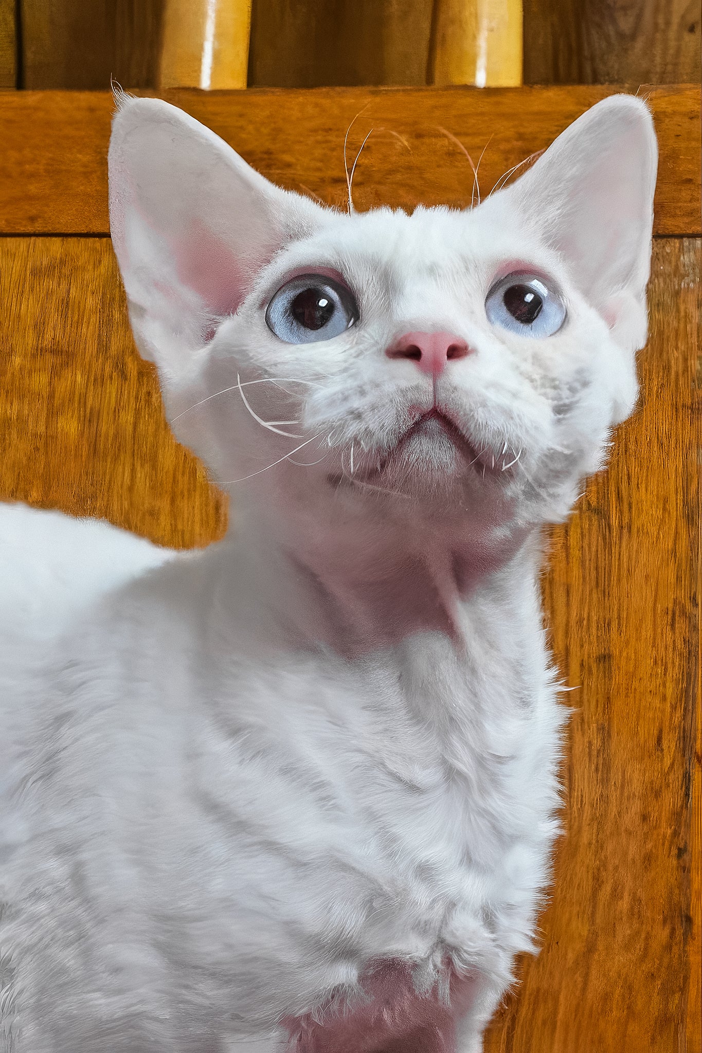 Luna | Devon Rex Kitten - Image 4