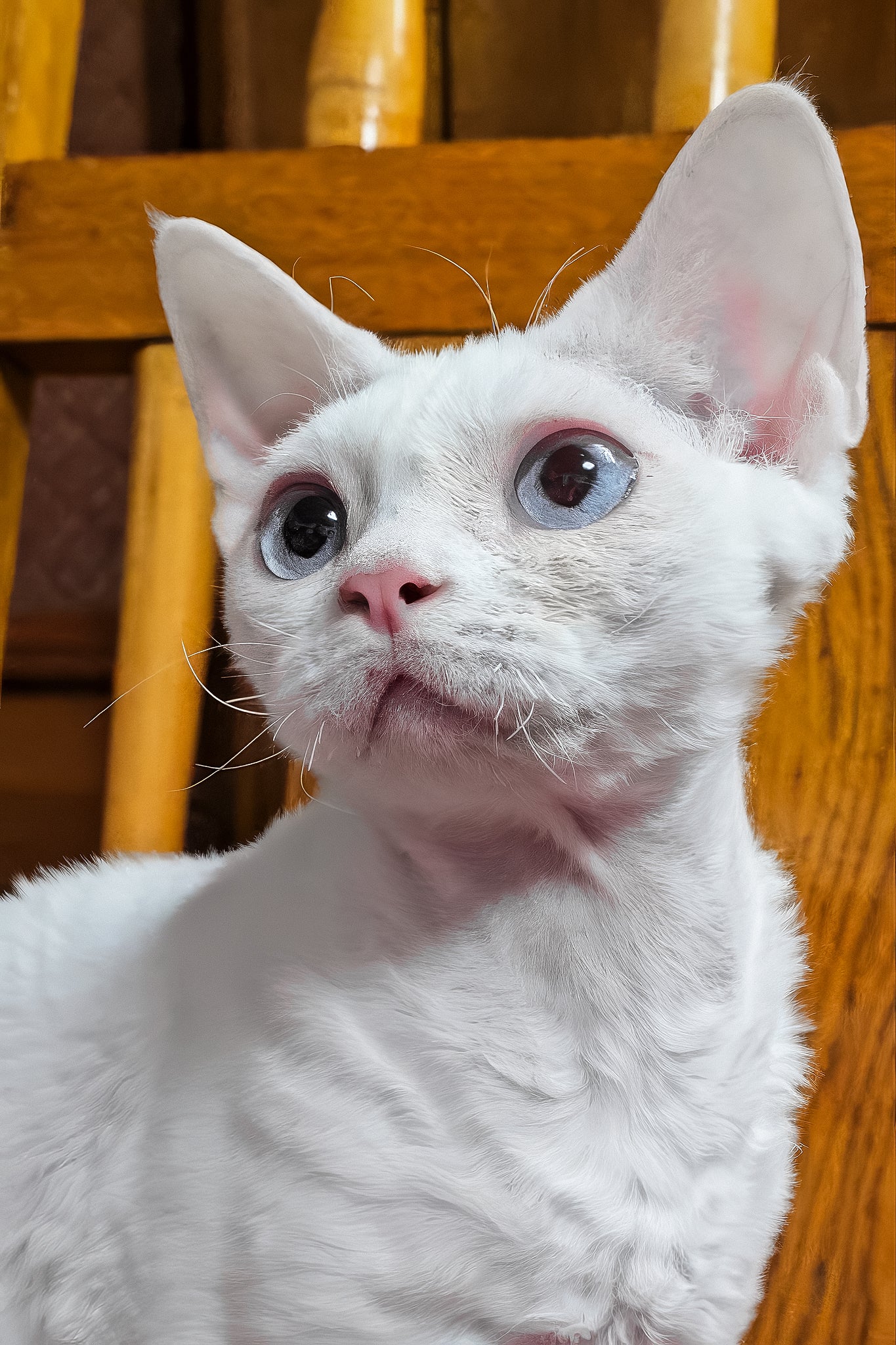 Luna | Devon Rex Kitten - Image 5