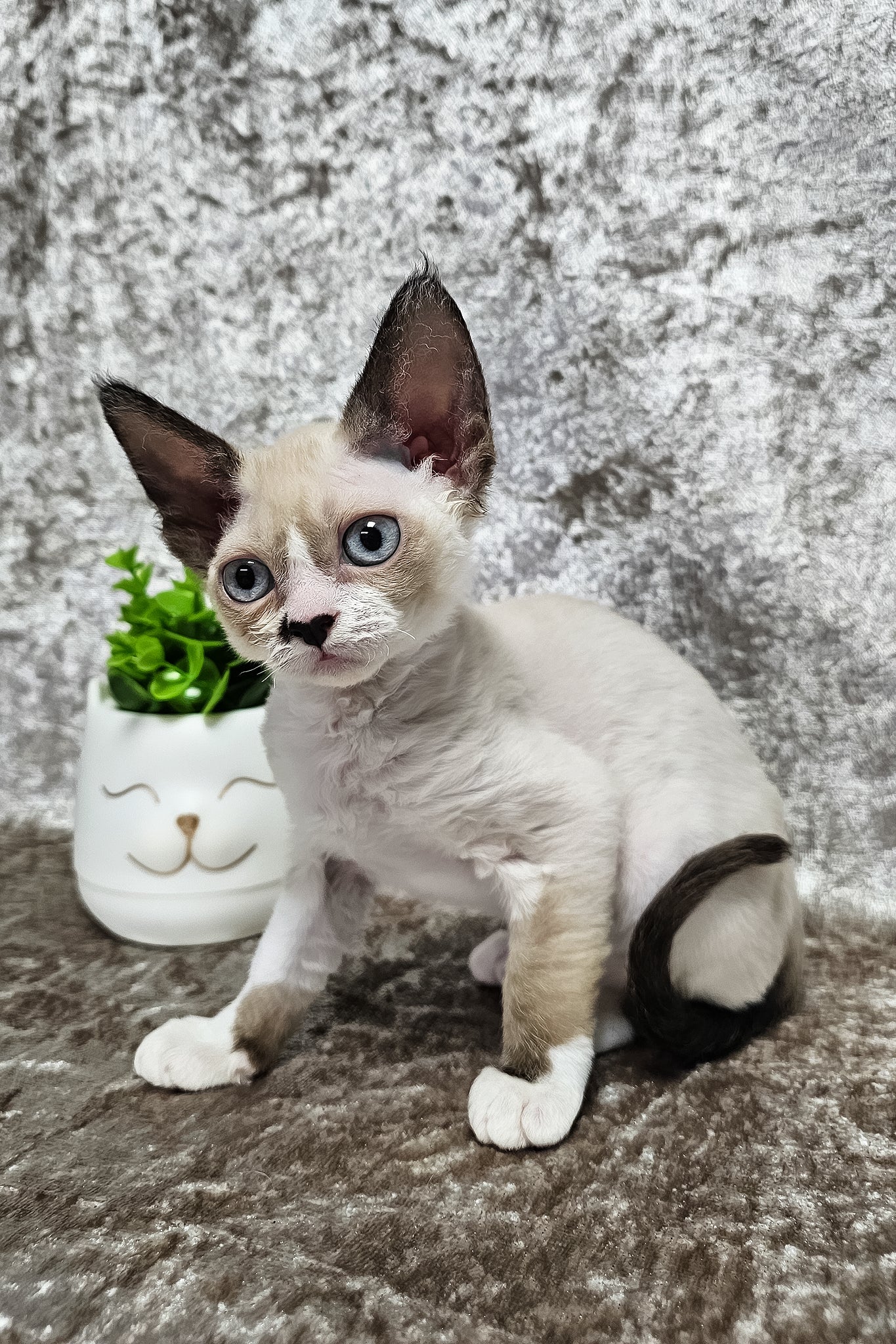 Magico | Devon Rex Kitten - Image 3